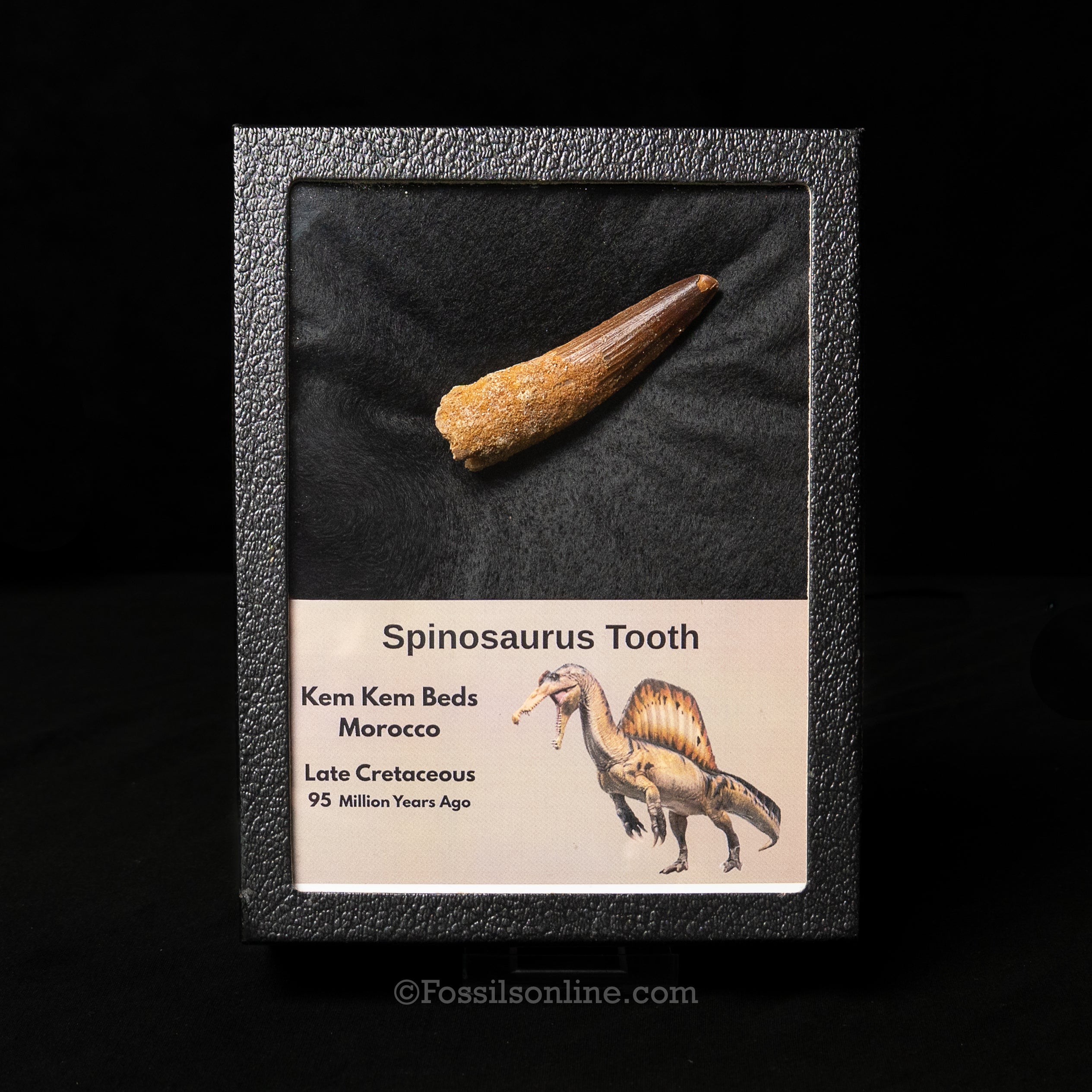 Spinosaurus Dinosaur Tooth in Lg Case