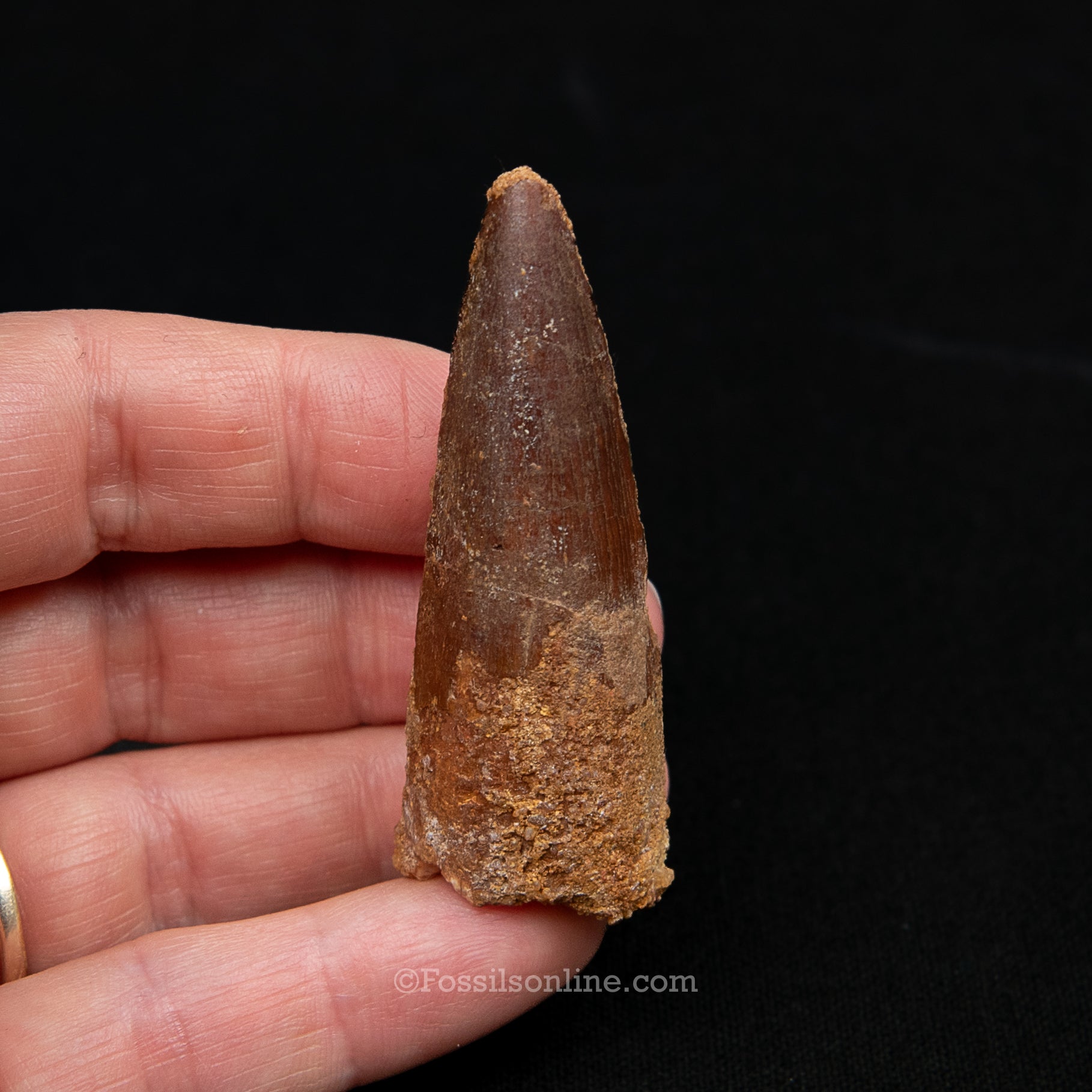 Spinosaurus Dinosaur Tooth Med Case