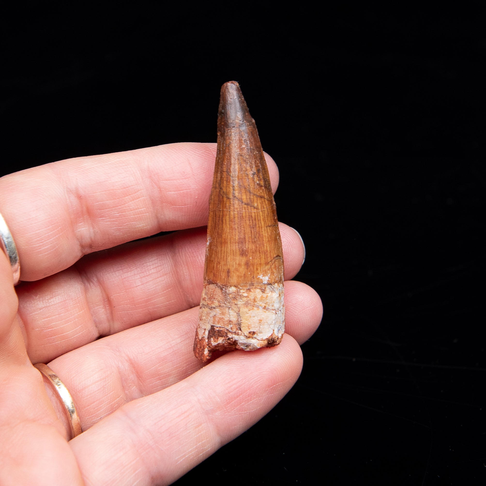 Spinosaurus Dinosaur Tooth Med Case