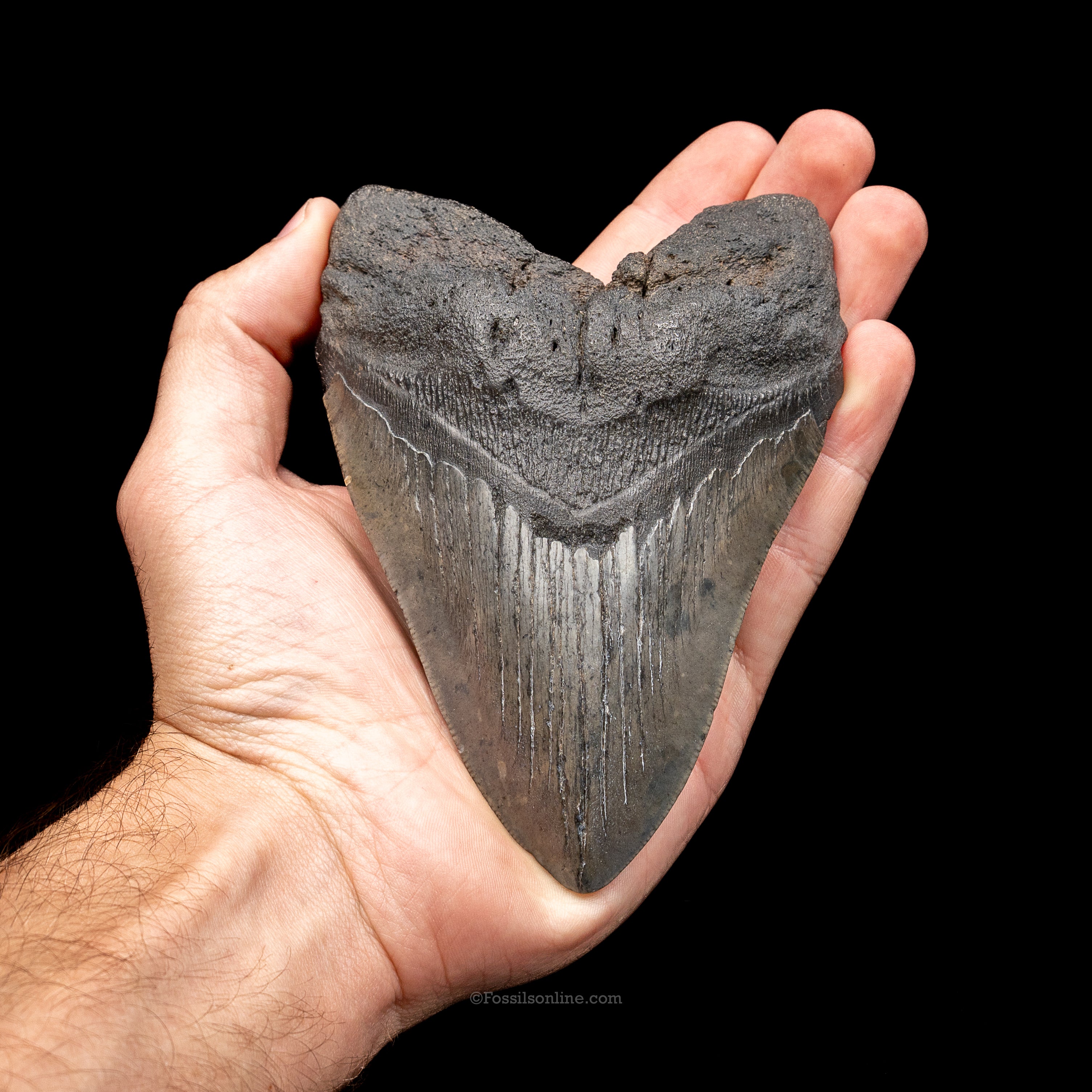 South Carolina Megalodon 5.24"