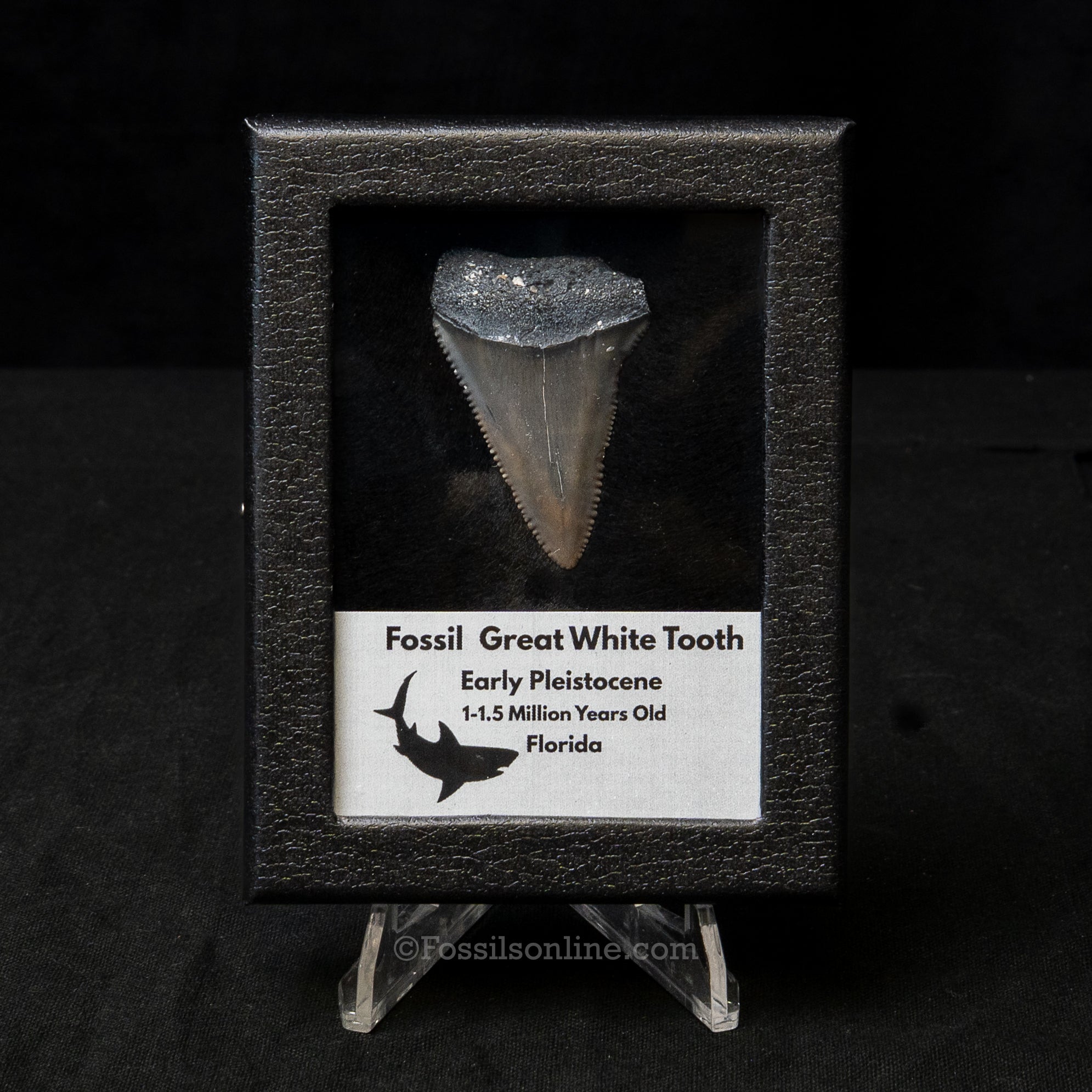 Florida Fossil Great White Tooth in Display Case