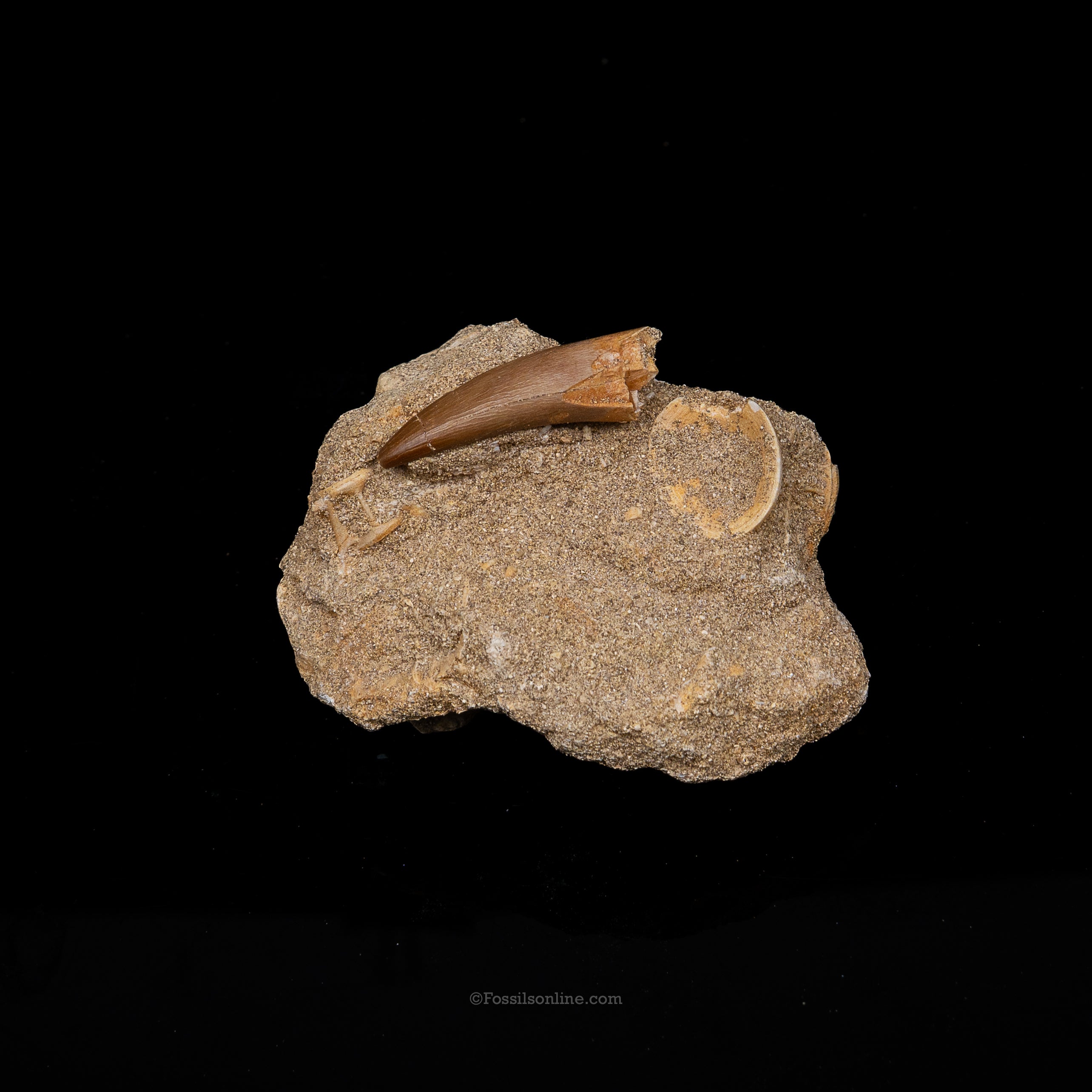 Plesiosaur Tooth in matrix