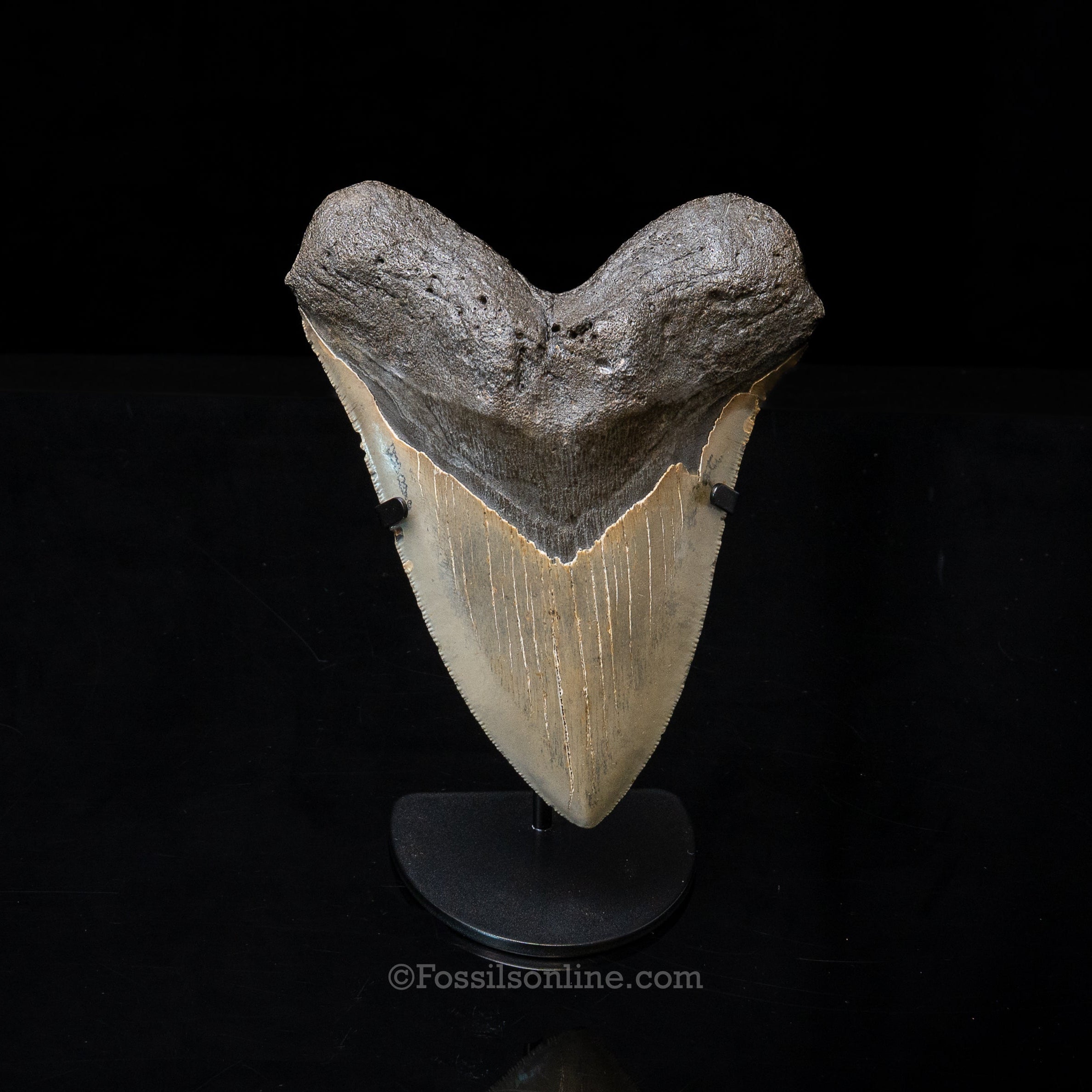 North Carolina Megalodon 6.125"