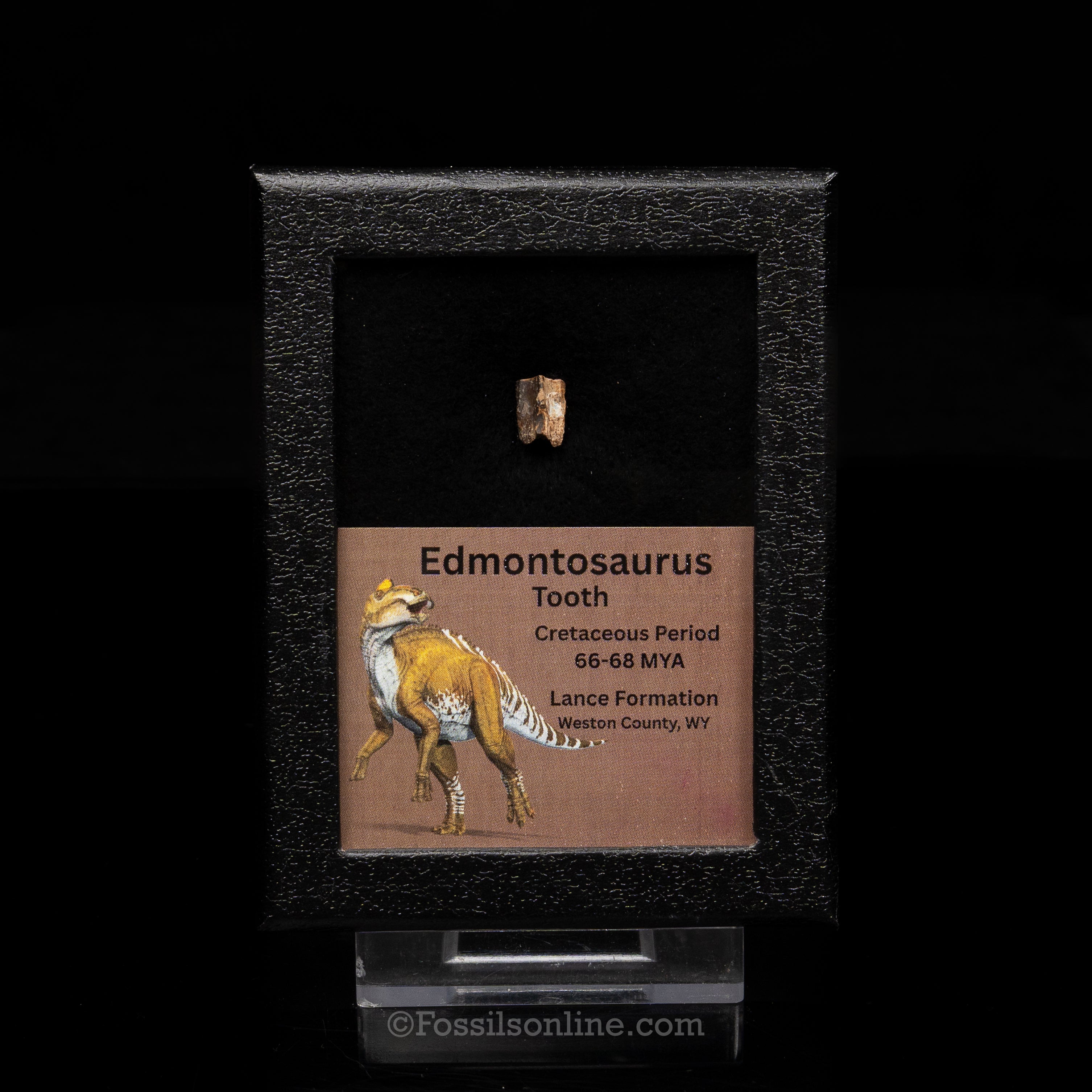 Edmontosaurus Tooth Sm Case