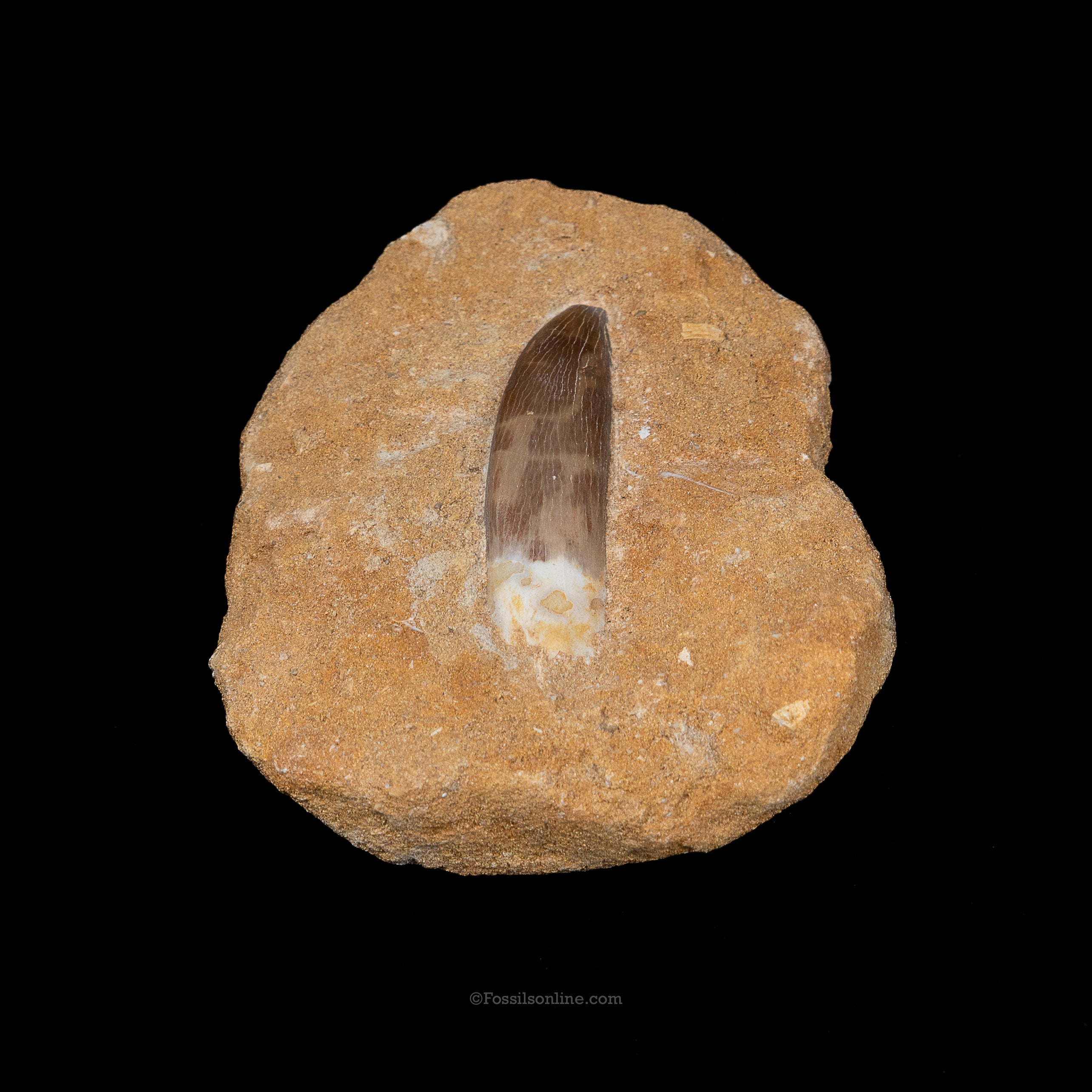 Plesiosaur Tooth in matrix