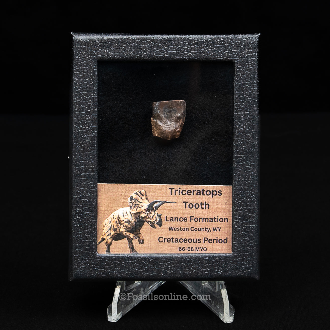 LG Triceratops Tooth in Case Lance FM