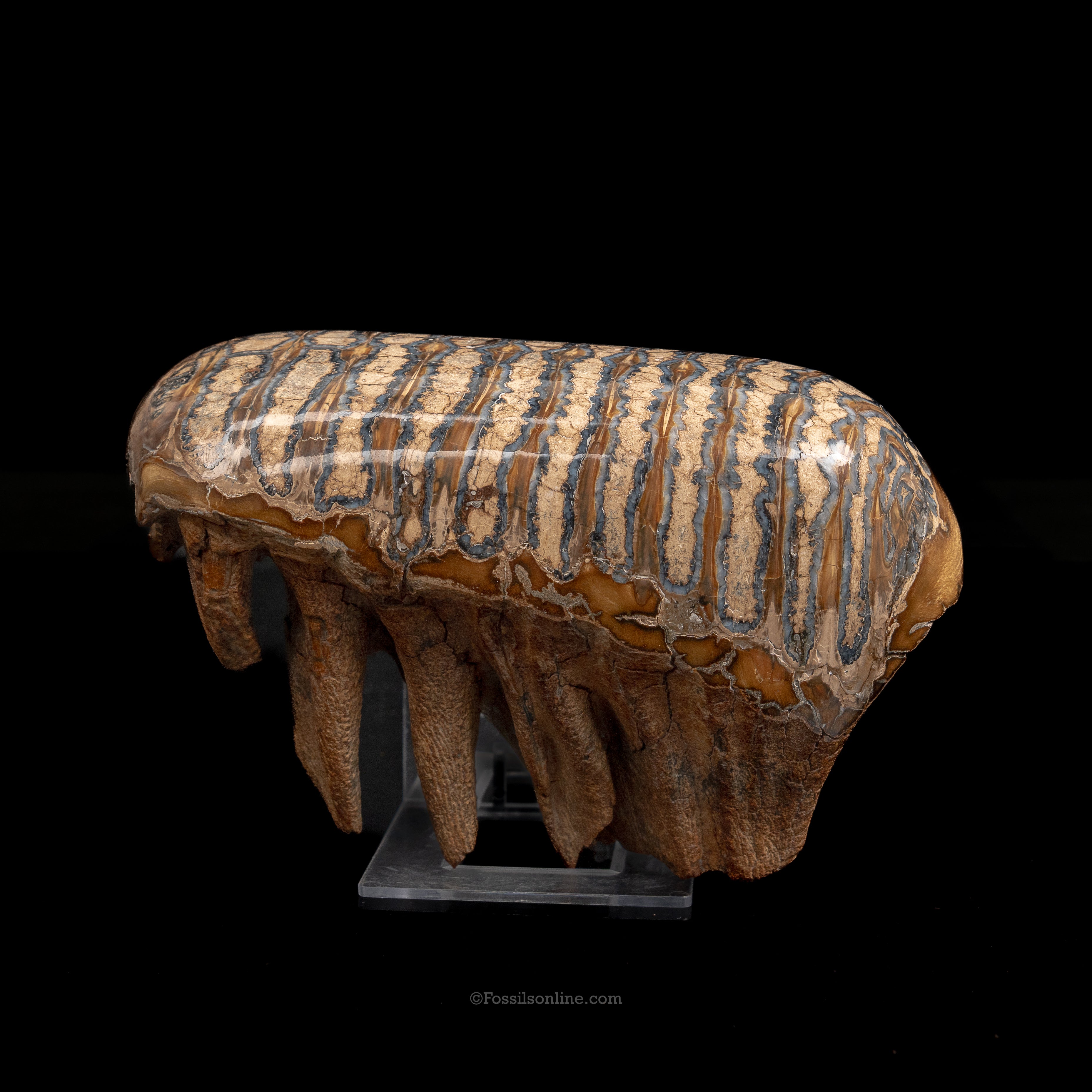 Juvenile Woolly Mammoth Tooth