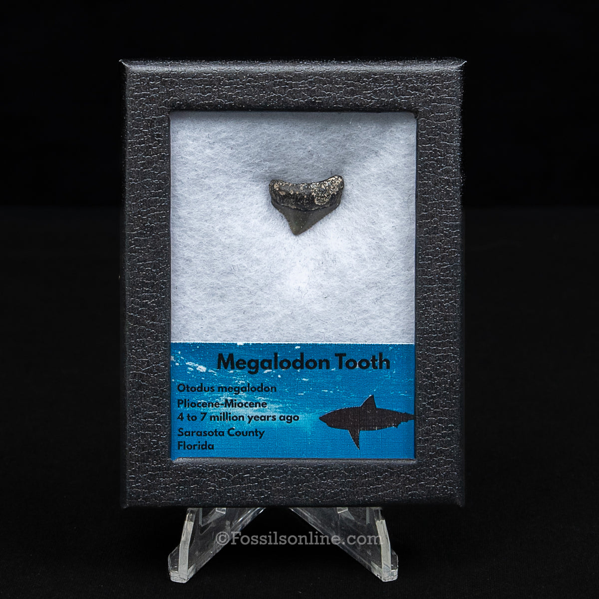 Florida Megalodon Sm Case