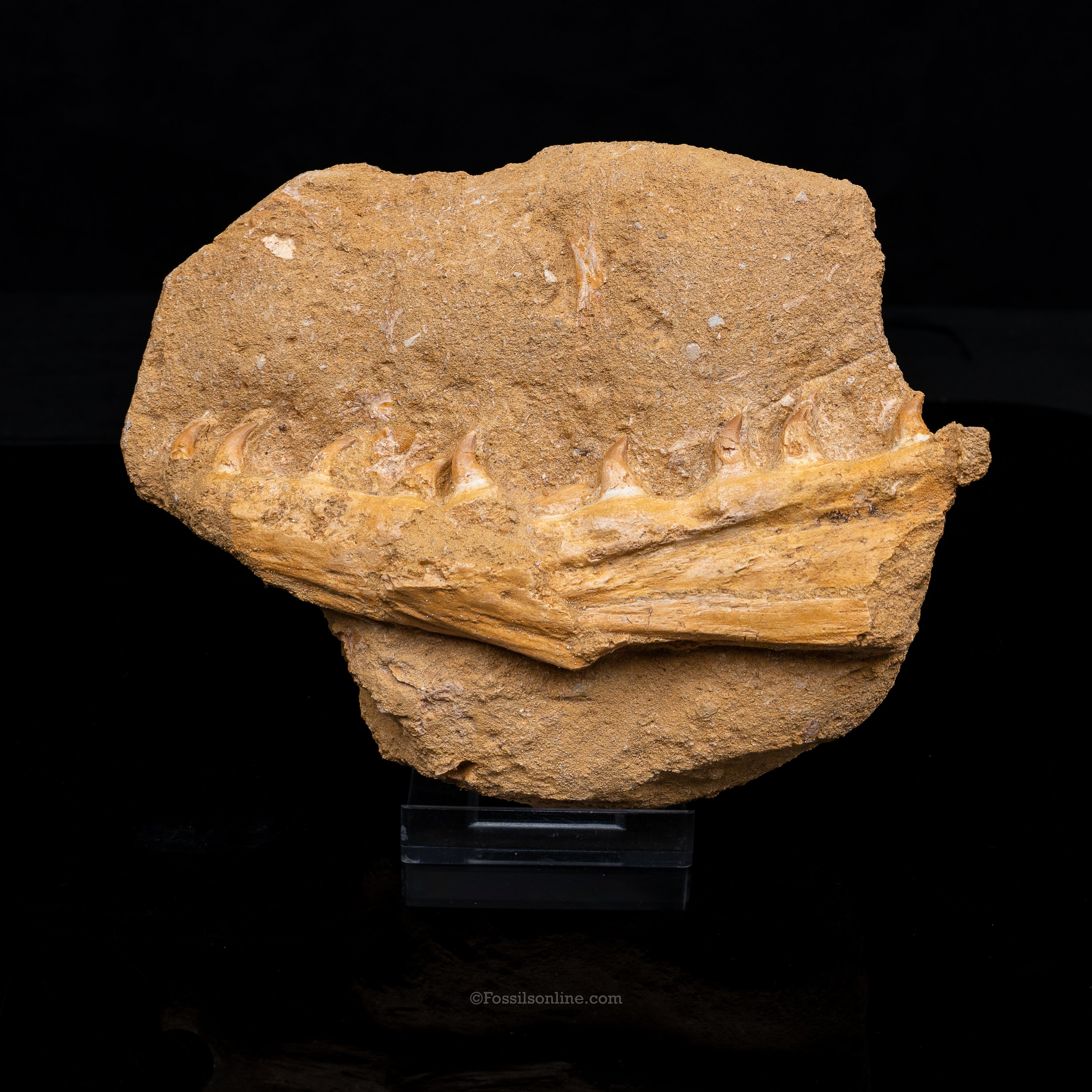 Mosasaur Jaw in Matrix