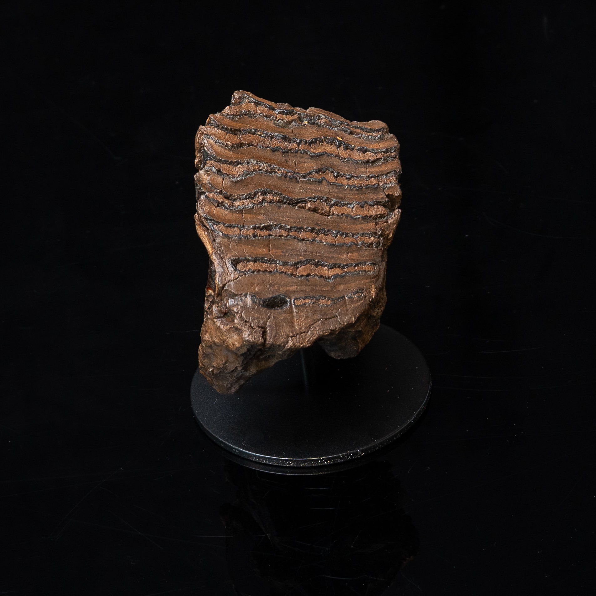 Juvenile Woolly Mammoth Tooth on Display Stand