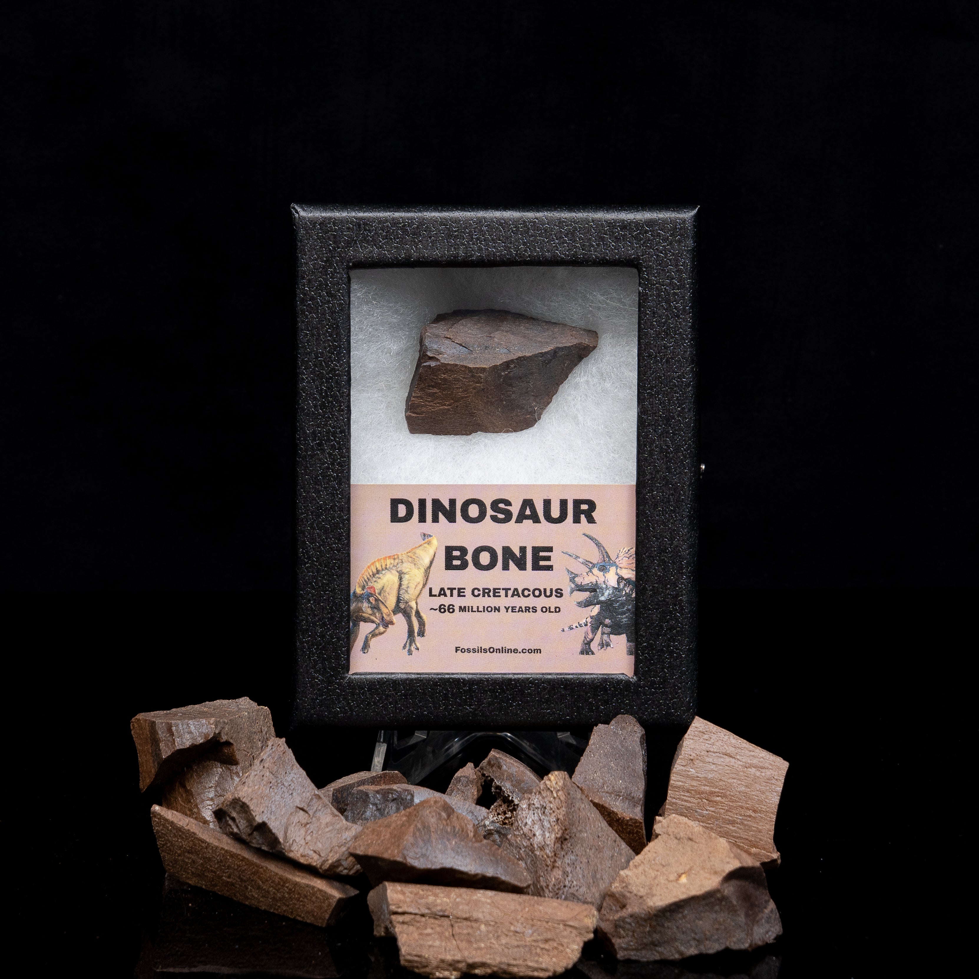 Dinosaur Bone in a SM Case
