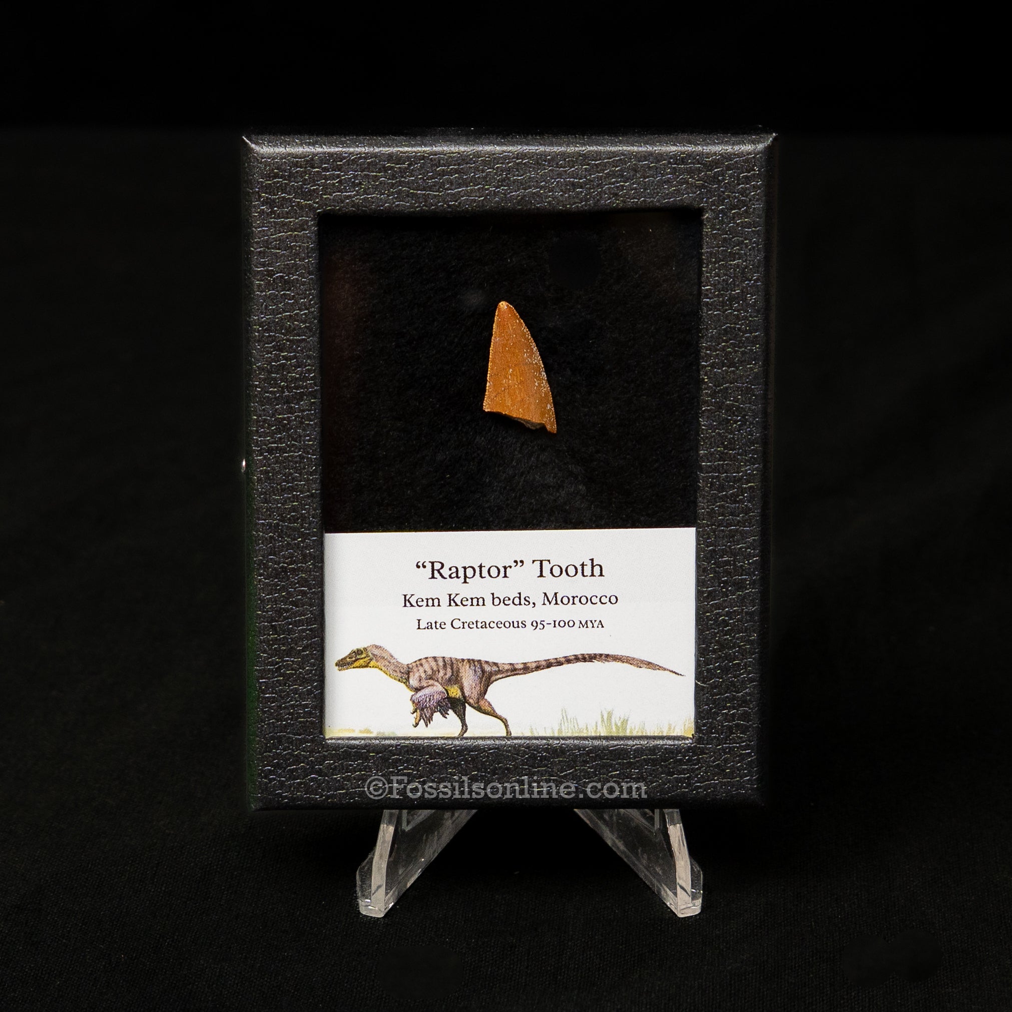 Choice Theropod Dinosaur Tooth "Raptor" in a sm display case
