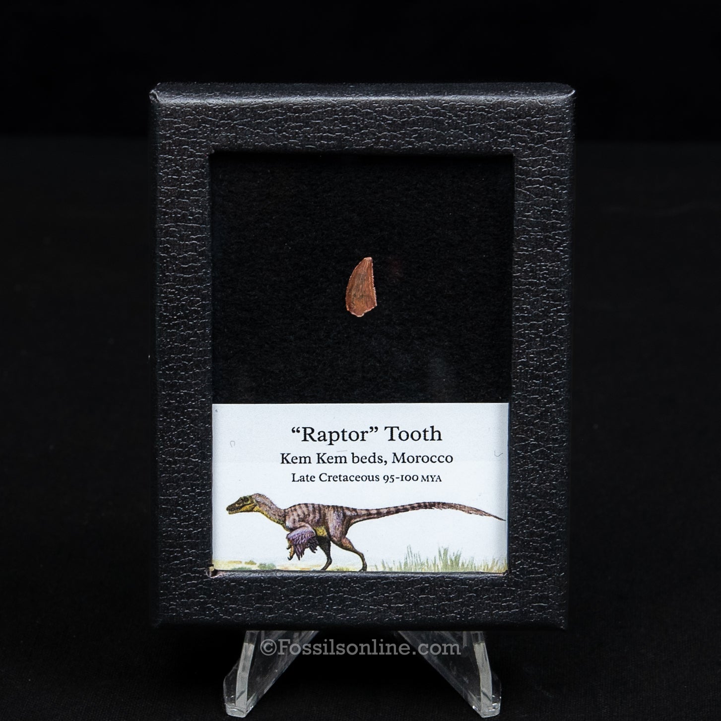 Theropod Dinosaur Tooth "Raptor" in a sm display case