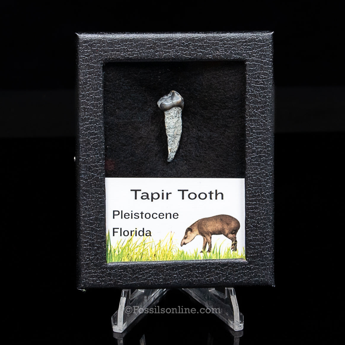 Fossil Tapir Tooth in a sm Case