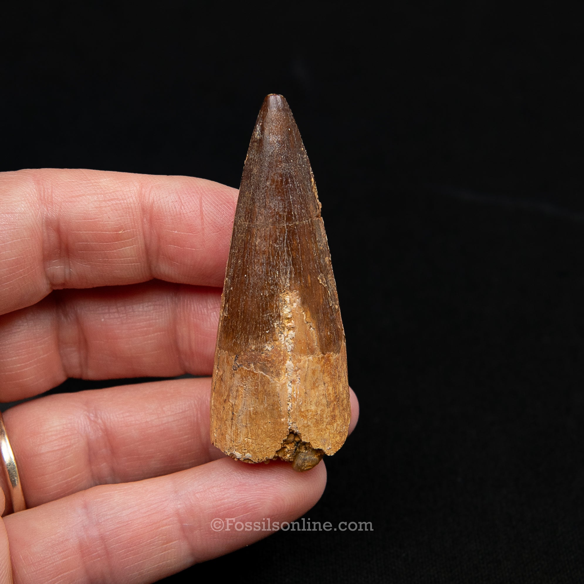 Spinosaurus Dinosaur Tooth Med Case