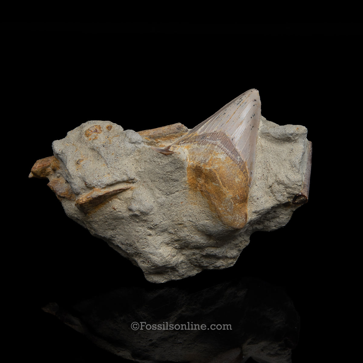 Genuine Prehistoric Fossil Tooth — MEG 3.77" in Matrix , Bakersfield CA