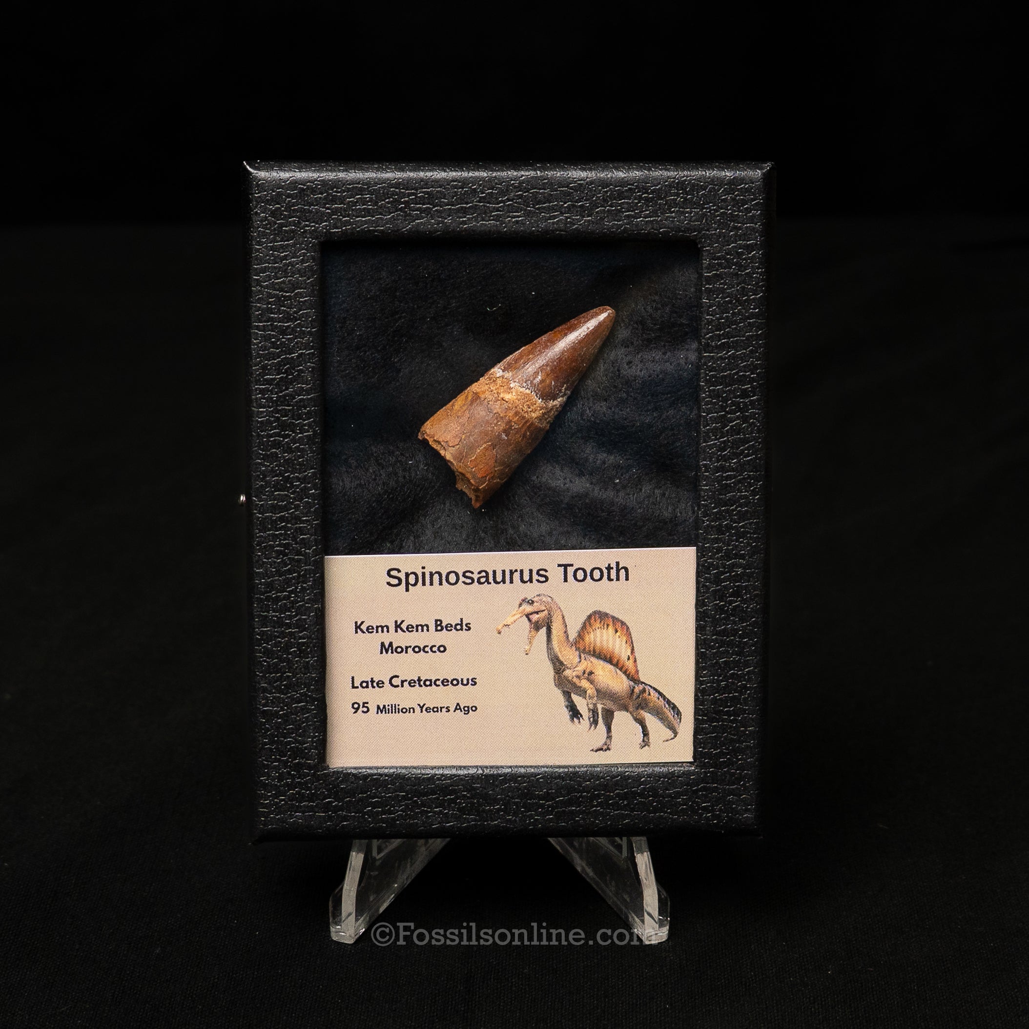 Spinosaurus Dinosaur Tooth Sm Case