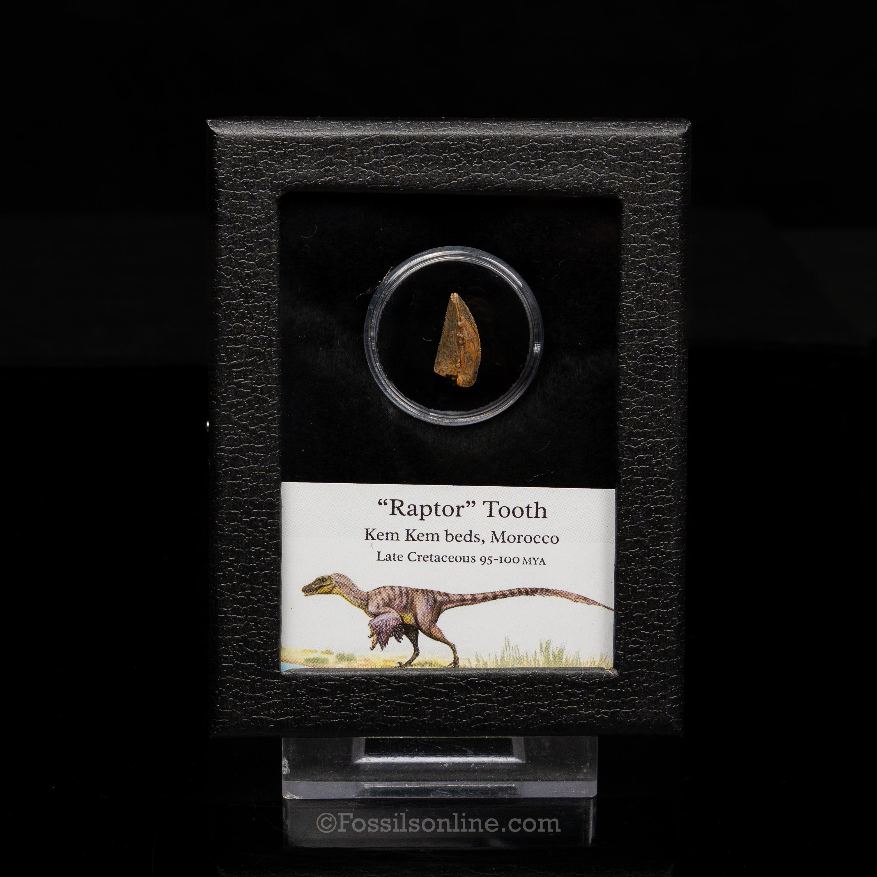 Theropod Dinosaur Tooth "Raptor" in a sm display case