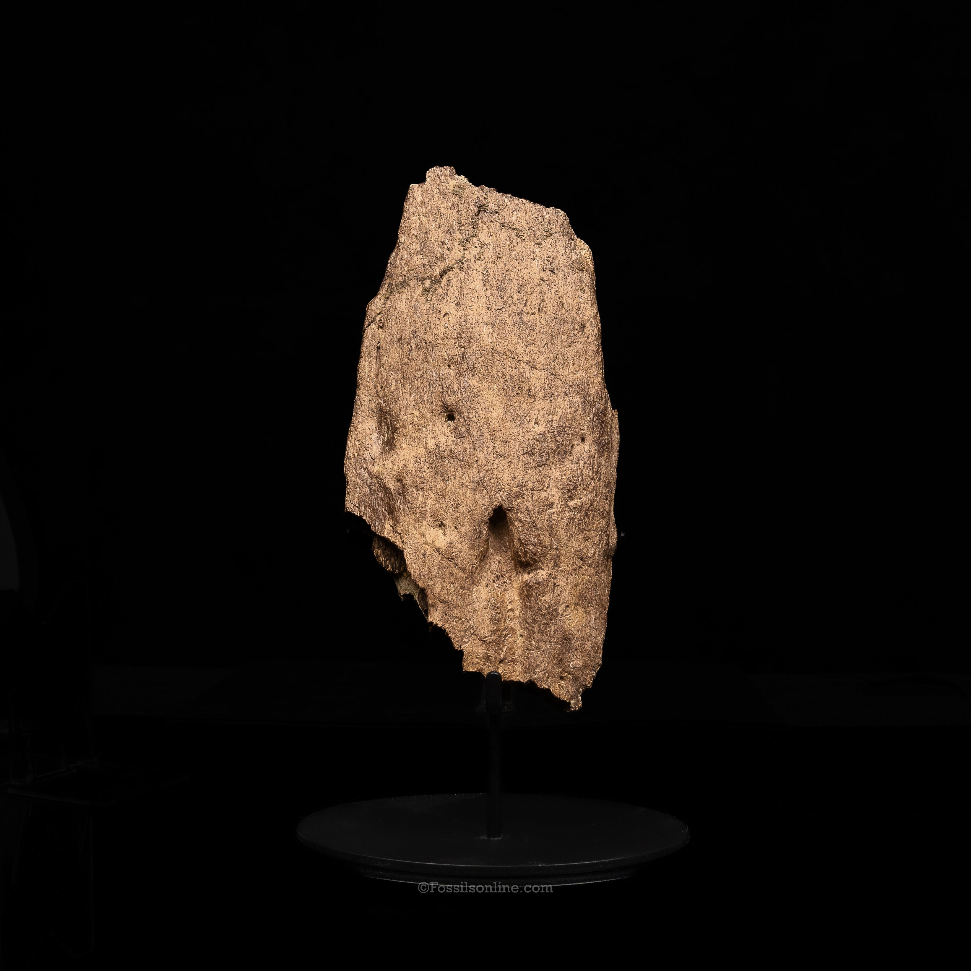 Triceratops Horn Fragment on Stand