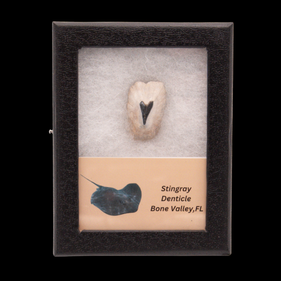 Fossil Stingray Denticle