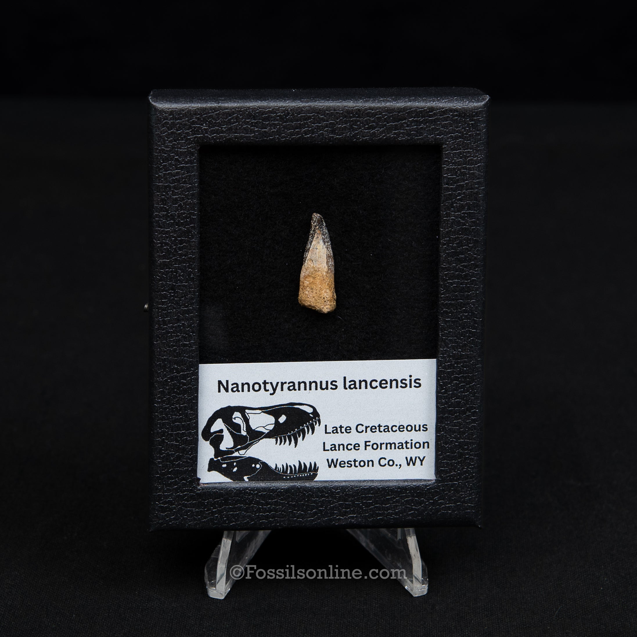 Authentic Nanotyrannus Premax tooth in a Case Lance Formation, Wyoming