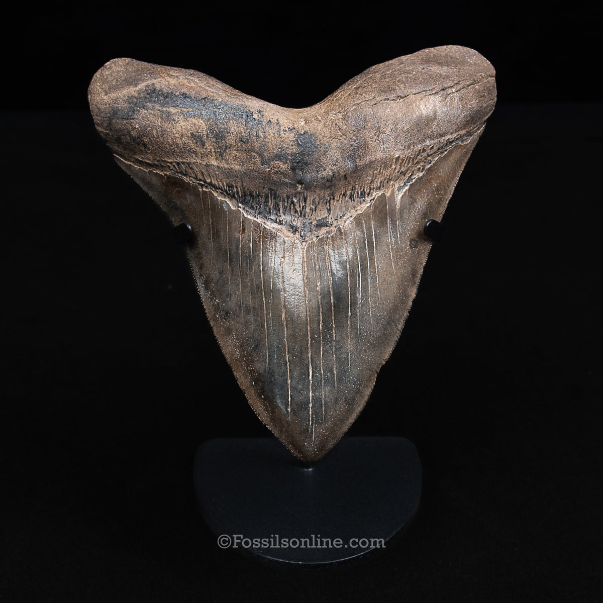 Genuine Prehistoric Fossil Tooth — Meg 5.69", St. Mary River, GA