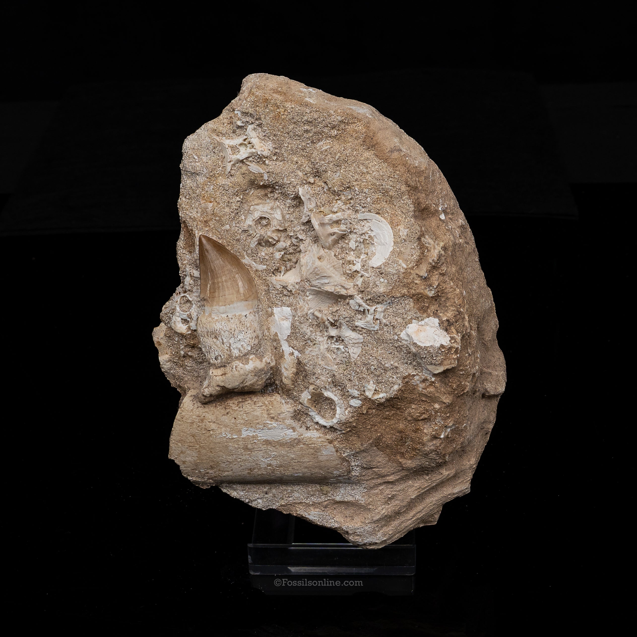 Mosasaur Jaw in Matrix