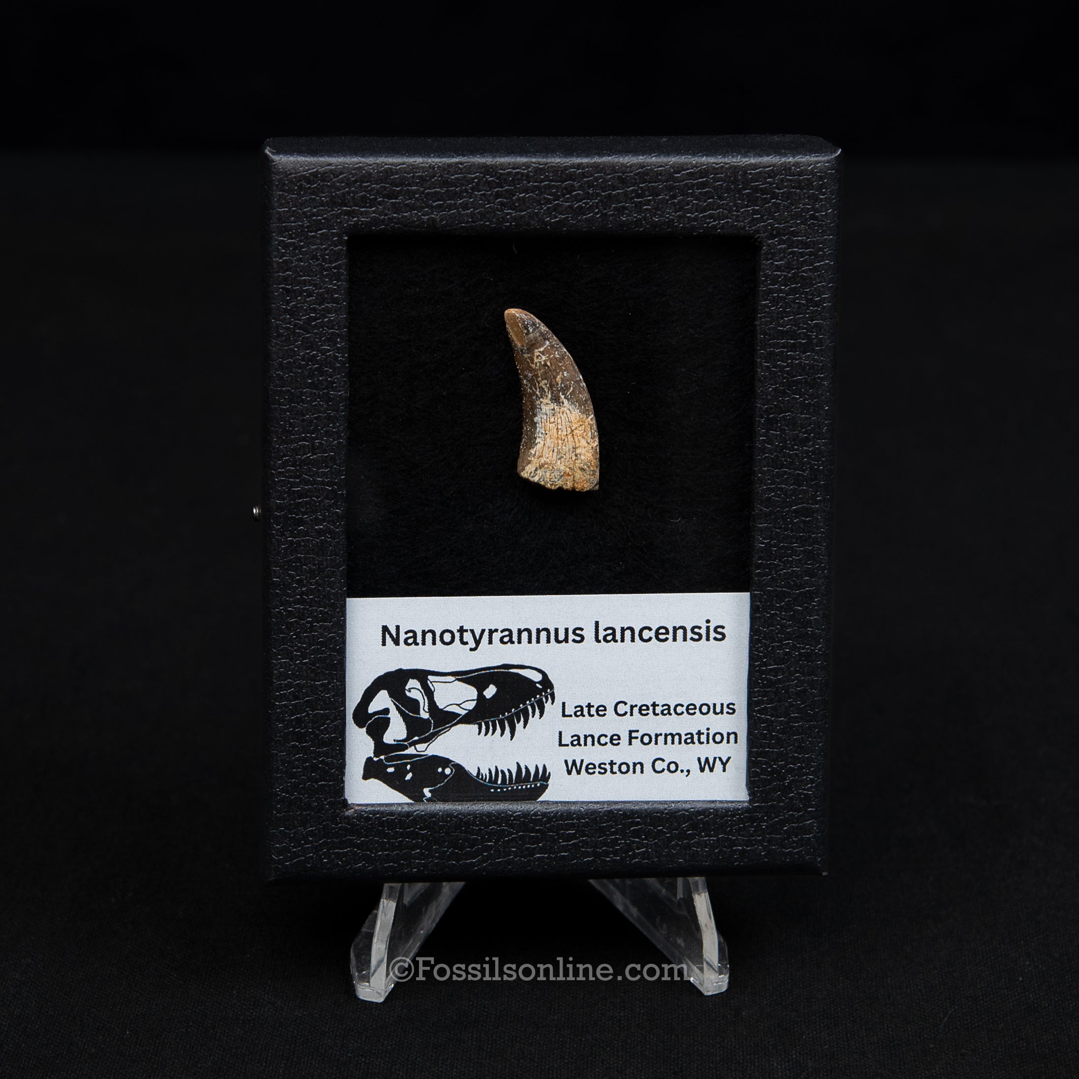 Authentic Nanotyrannus Tooth in a Case Lance Formation, Wyoming