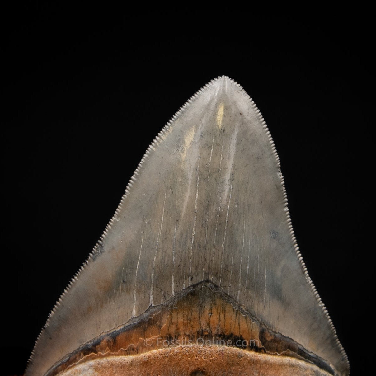 Golden Beach Venice Megalodon Tooth 3.89"