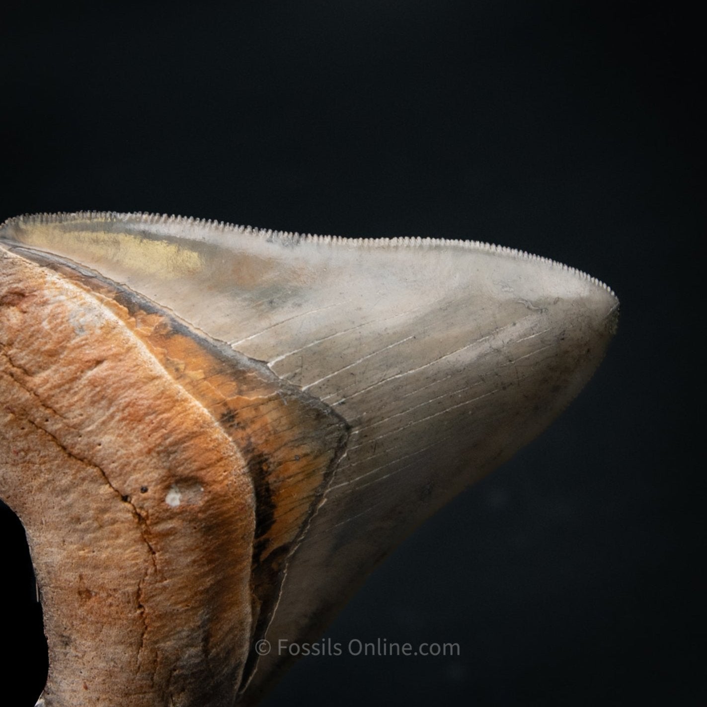 Golden Beach Venice Megalodon Tooth 3.89"