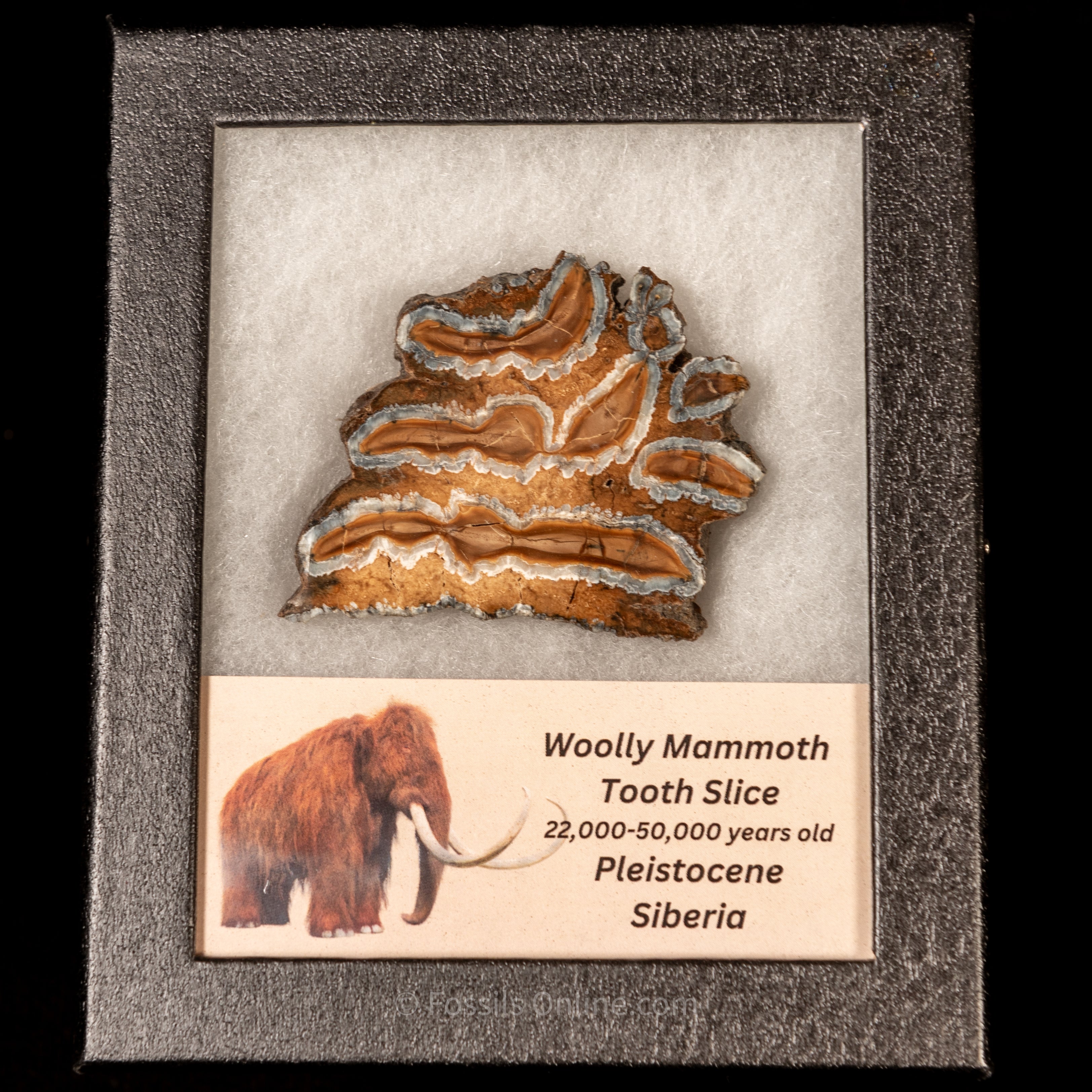 Woolly Mammoth Tooth Slice