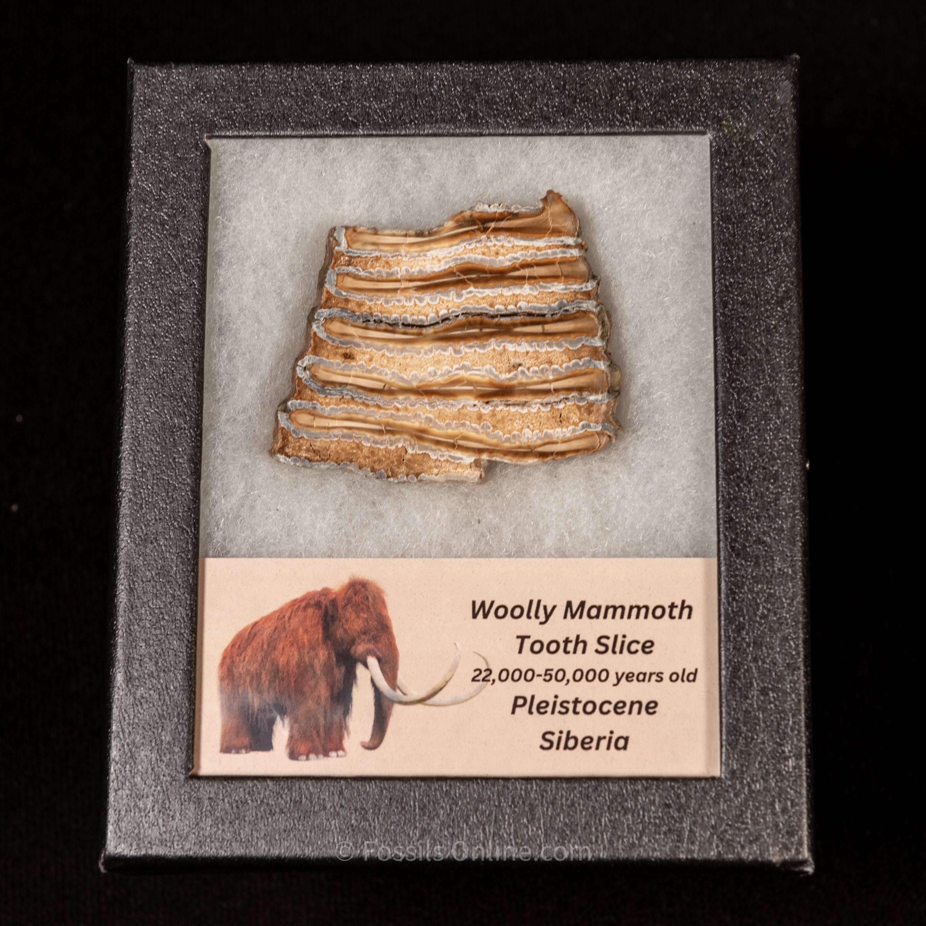 Woolly Mammoth Tooth Slice
