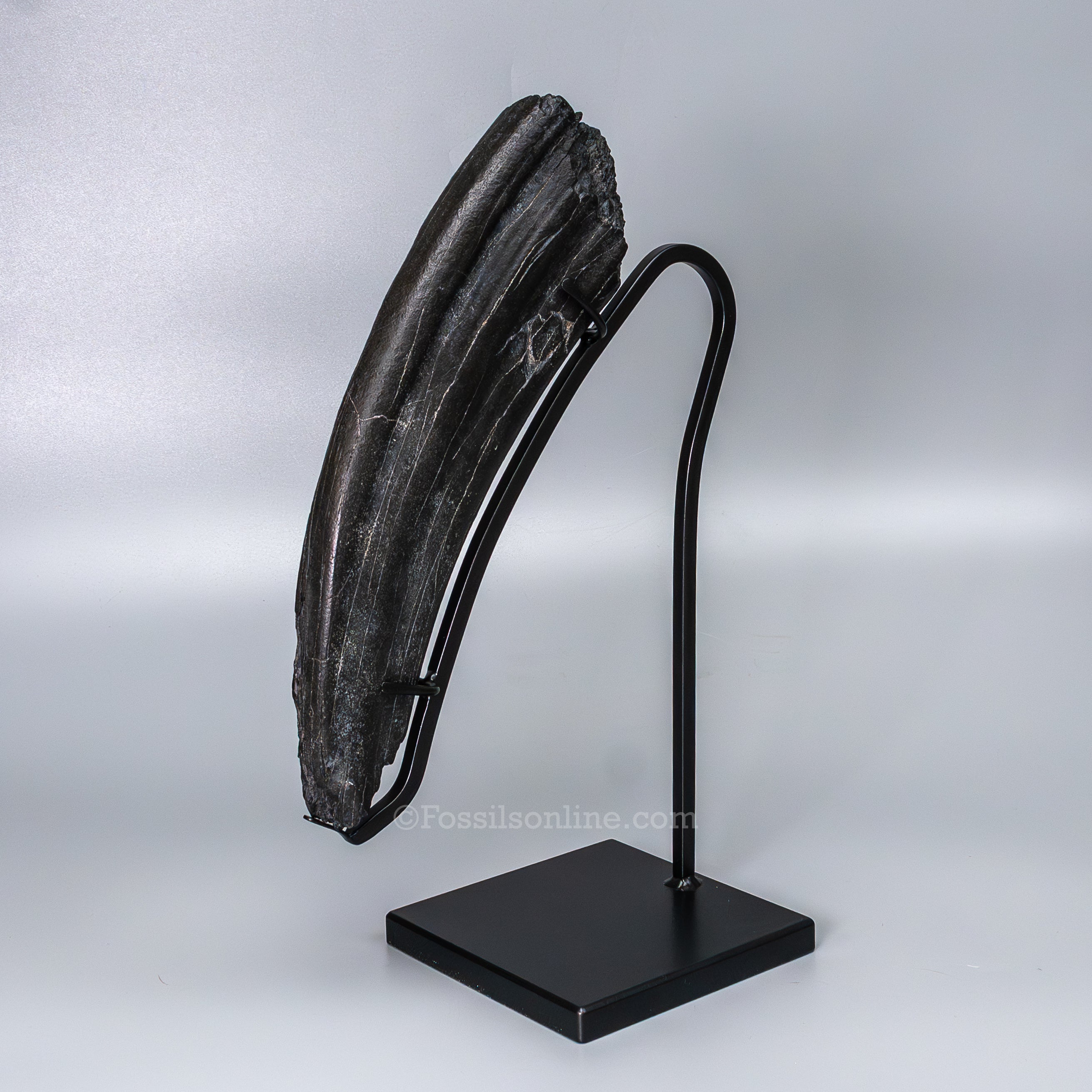 Walrus Tusk on Display Stand