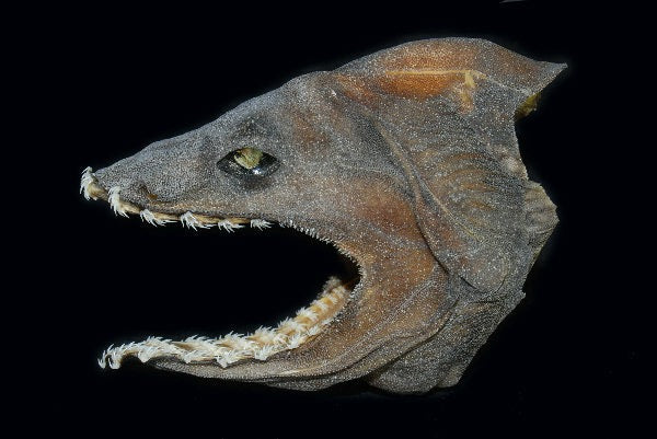 Frilled Shark