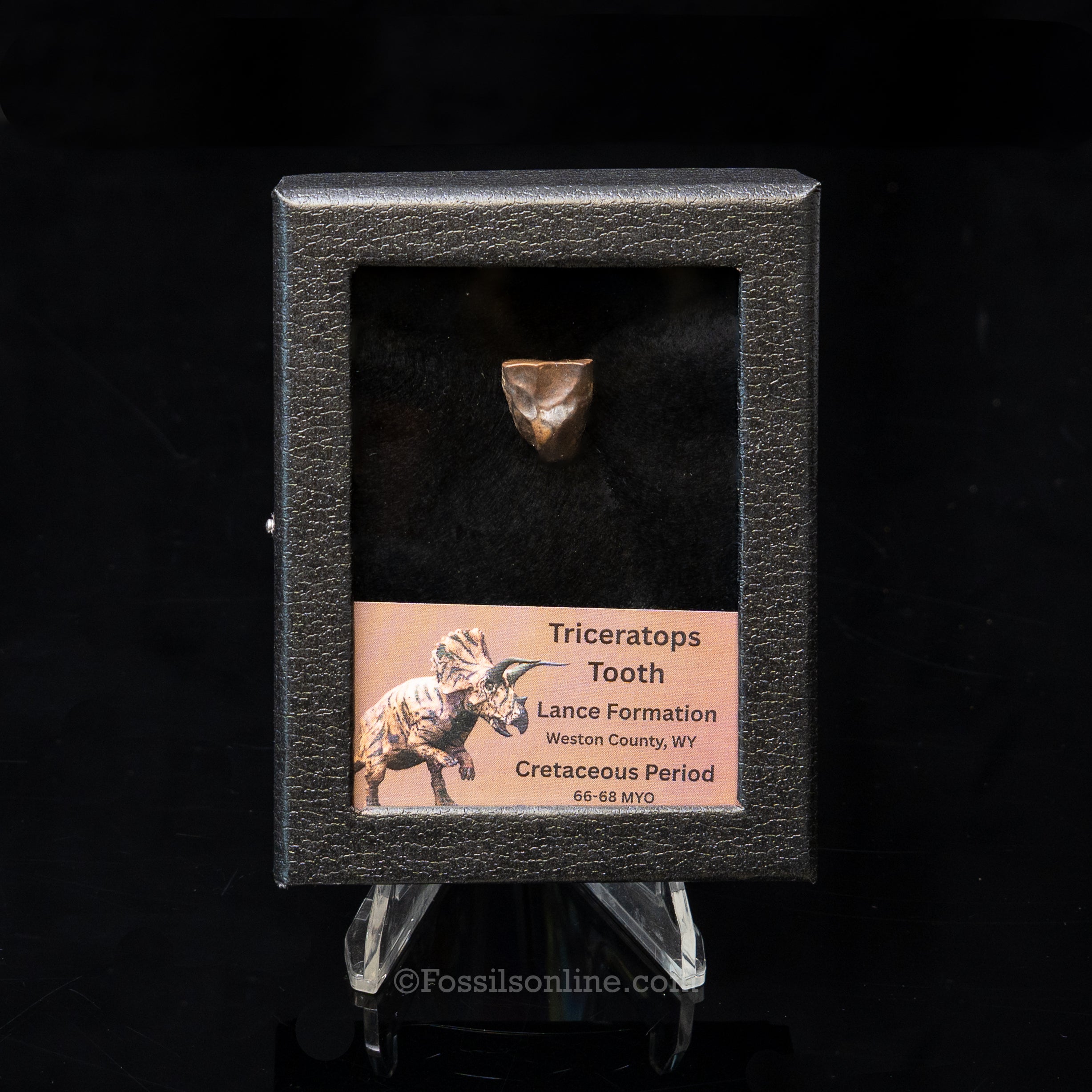 LG Triceratops Tooth in Case Lance FM