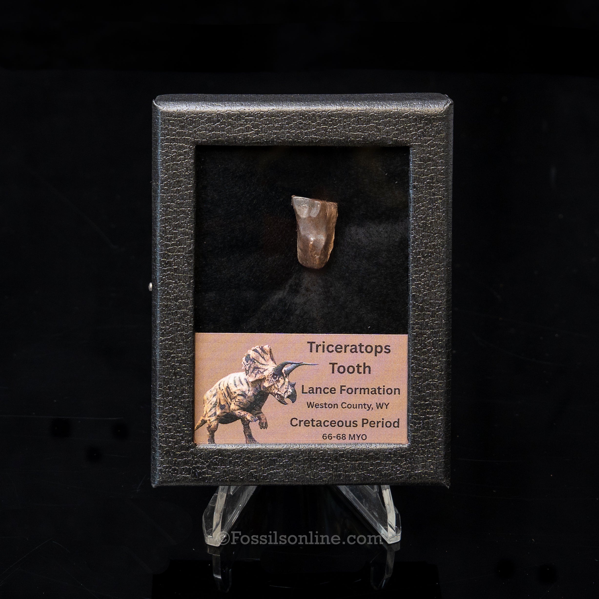 LG Triceratops Tooth in Case Lance FM