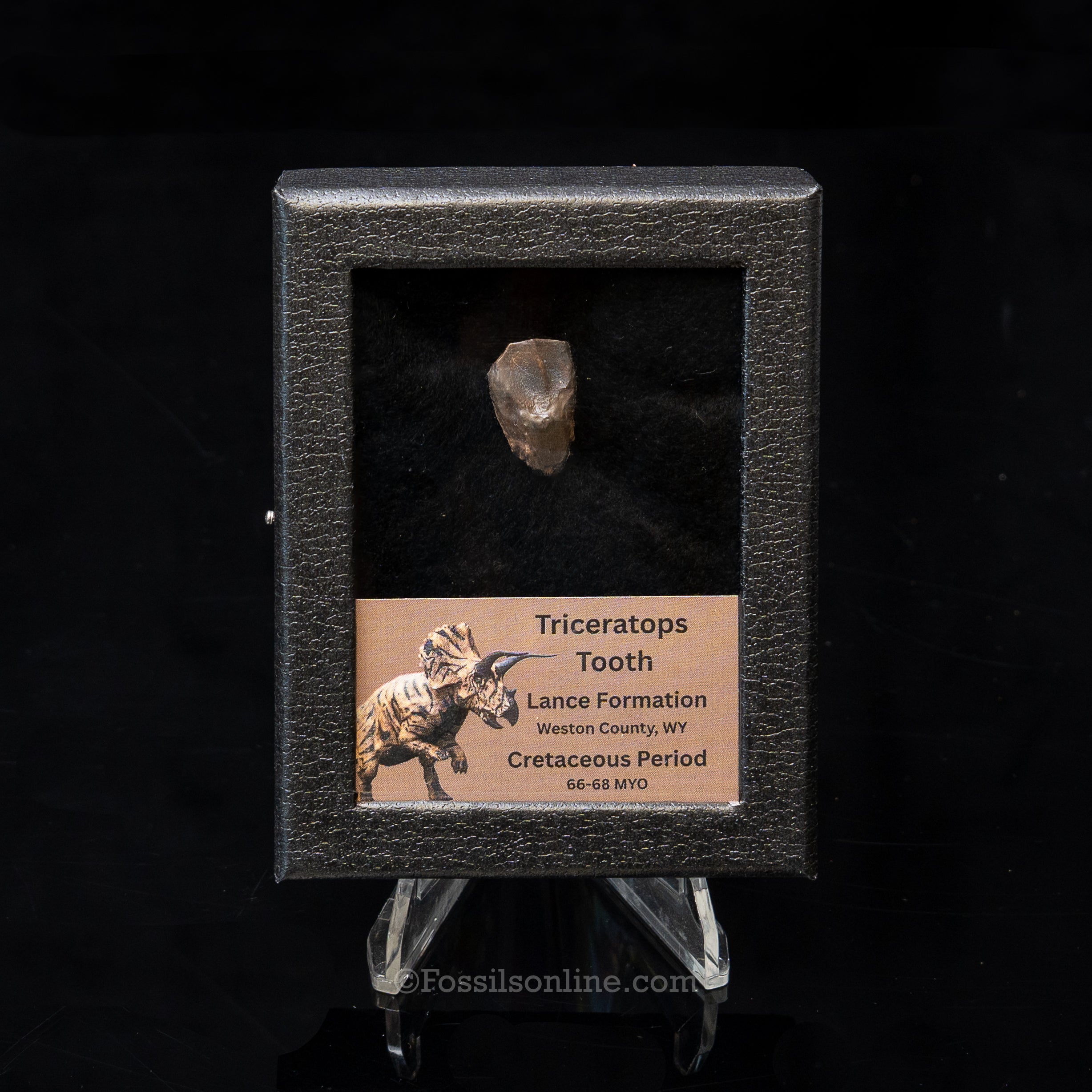 LG Triceratops Tooth in Case Lance FM
