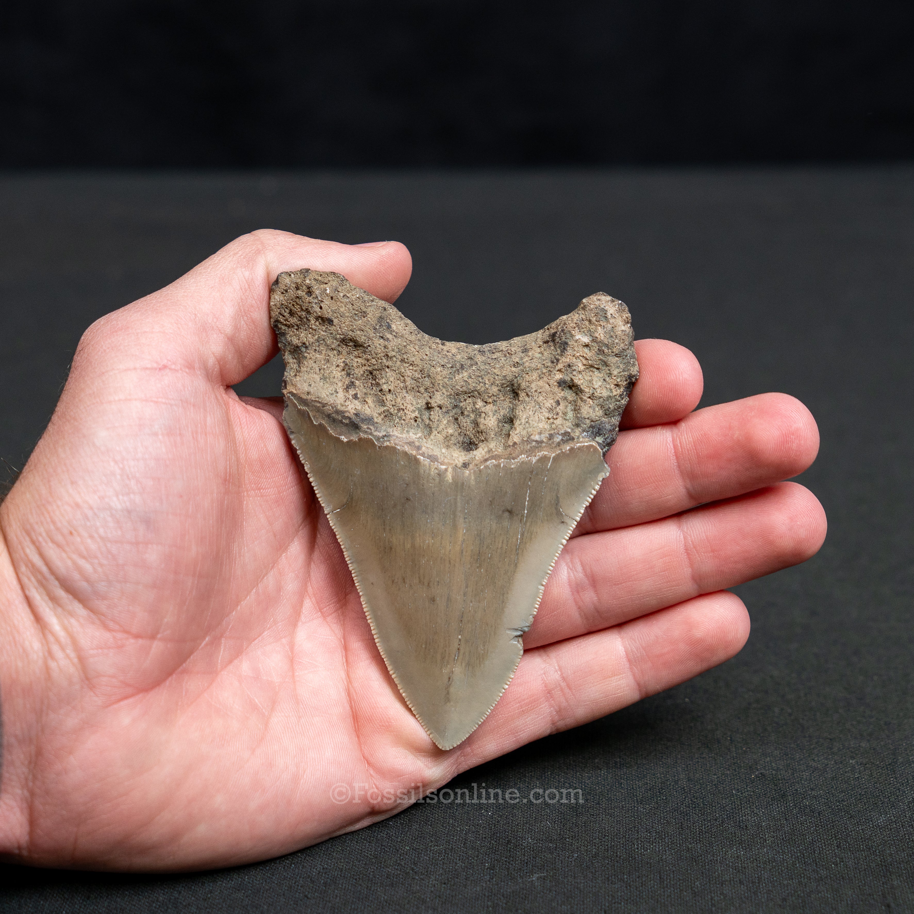 North Carolina Megalodon 3.82"