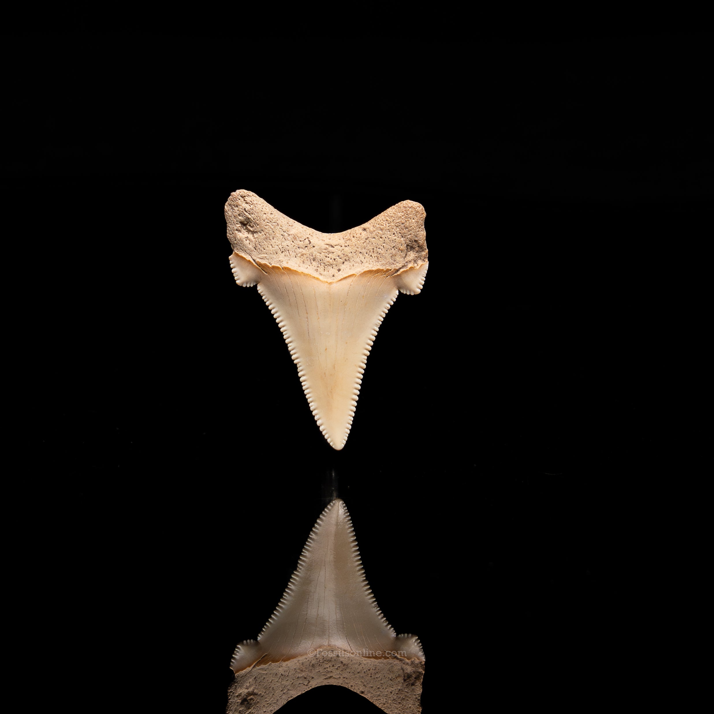 Pristine angustidens Tooth 1.40"