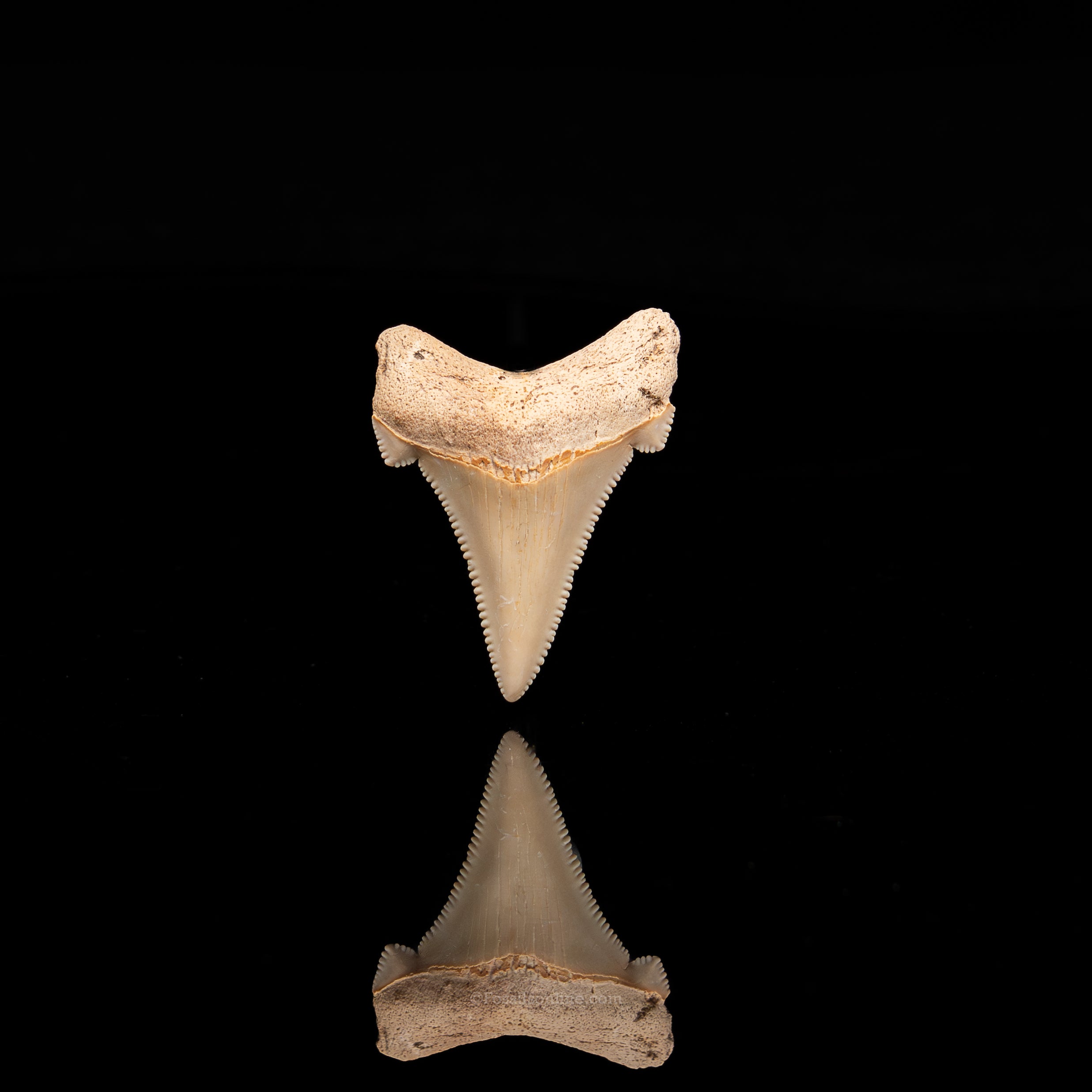 Pristine angustidens Tooth 1.40"