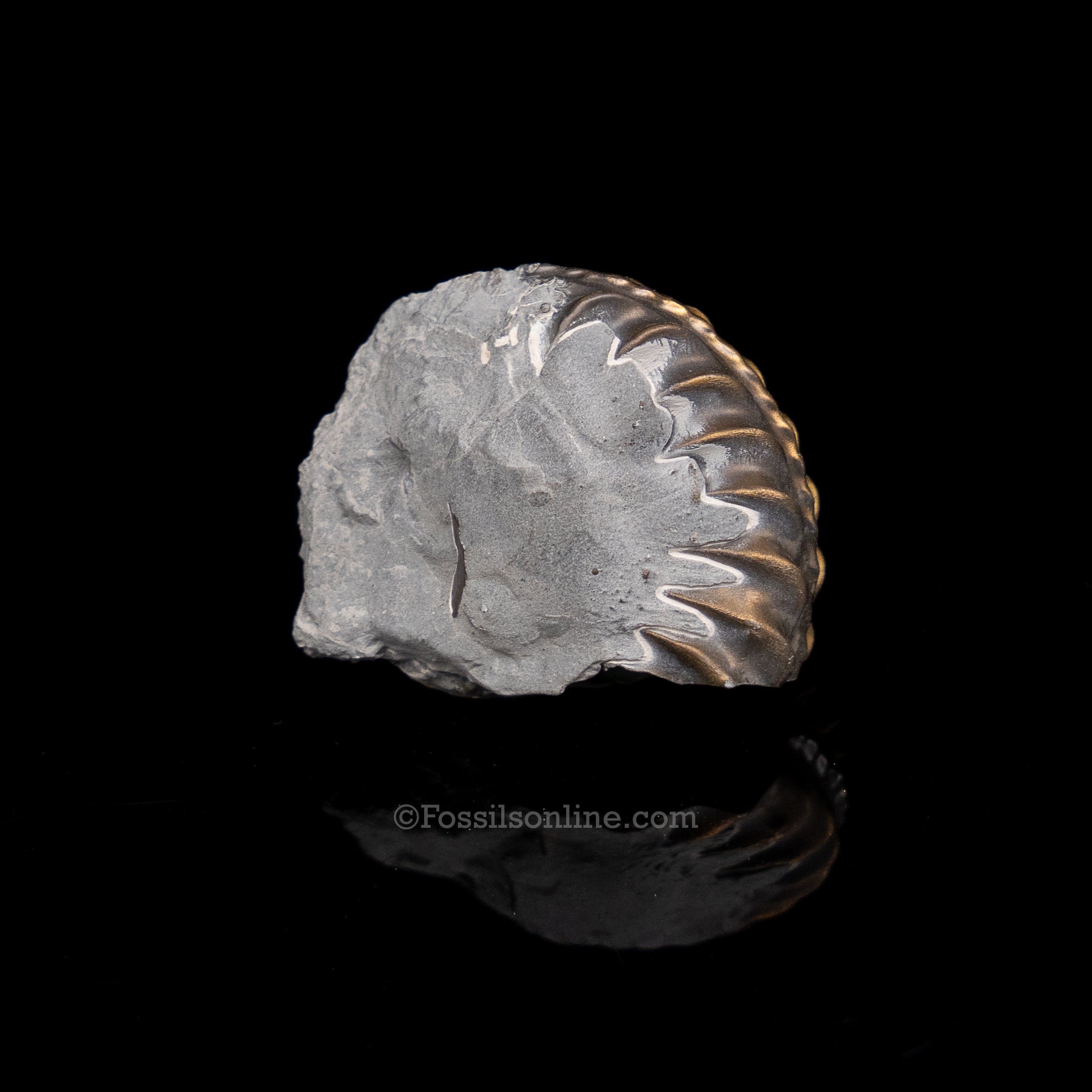 Fossil Pyritized Ammonite Pleuroceras Jurassic Germany