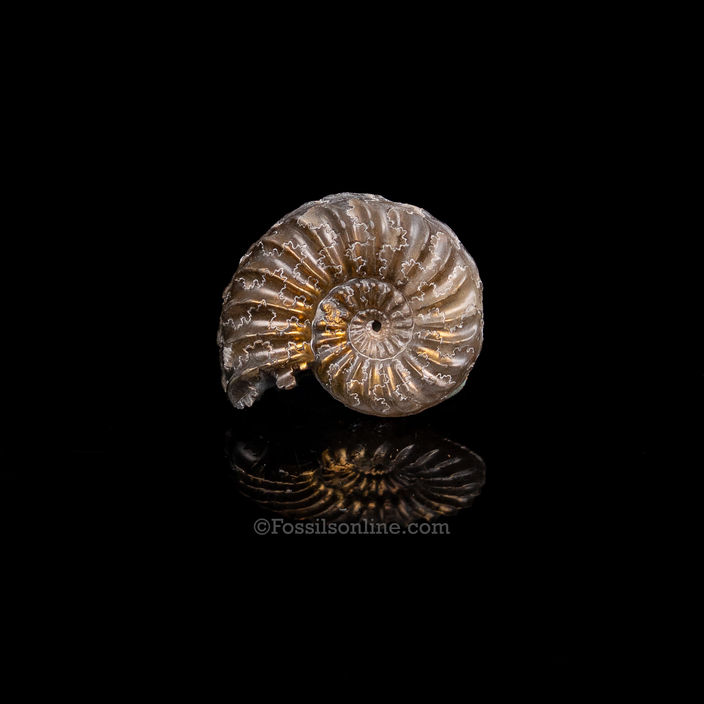 Fossil Pyritized Ammonite Pleuroceras Jurassic Germany