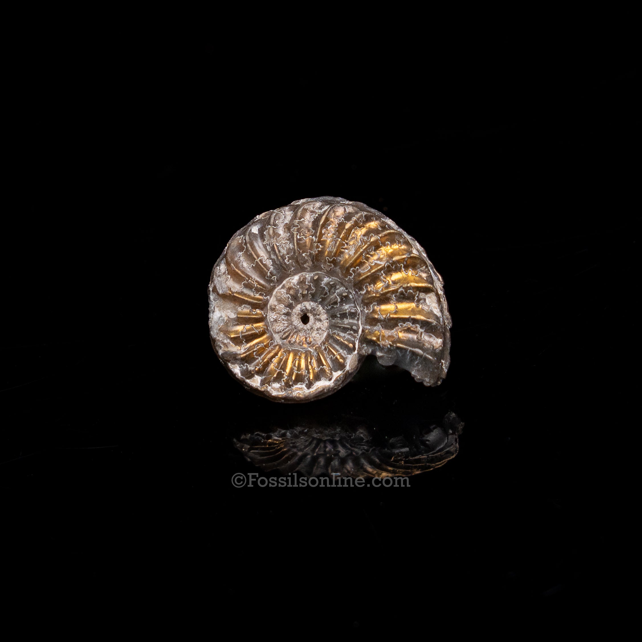 Fossil Pyritized Ammonite Pleuroceras Jurassic Germany