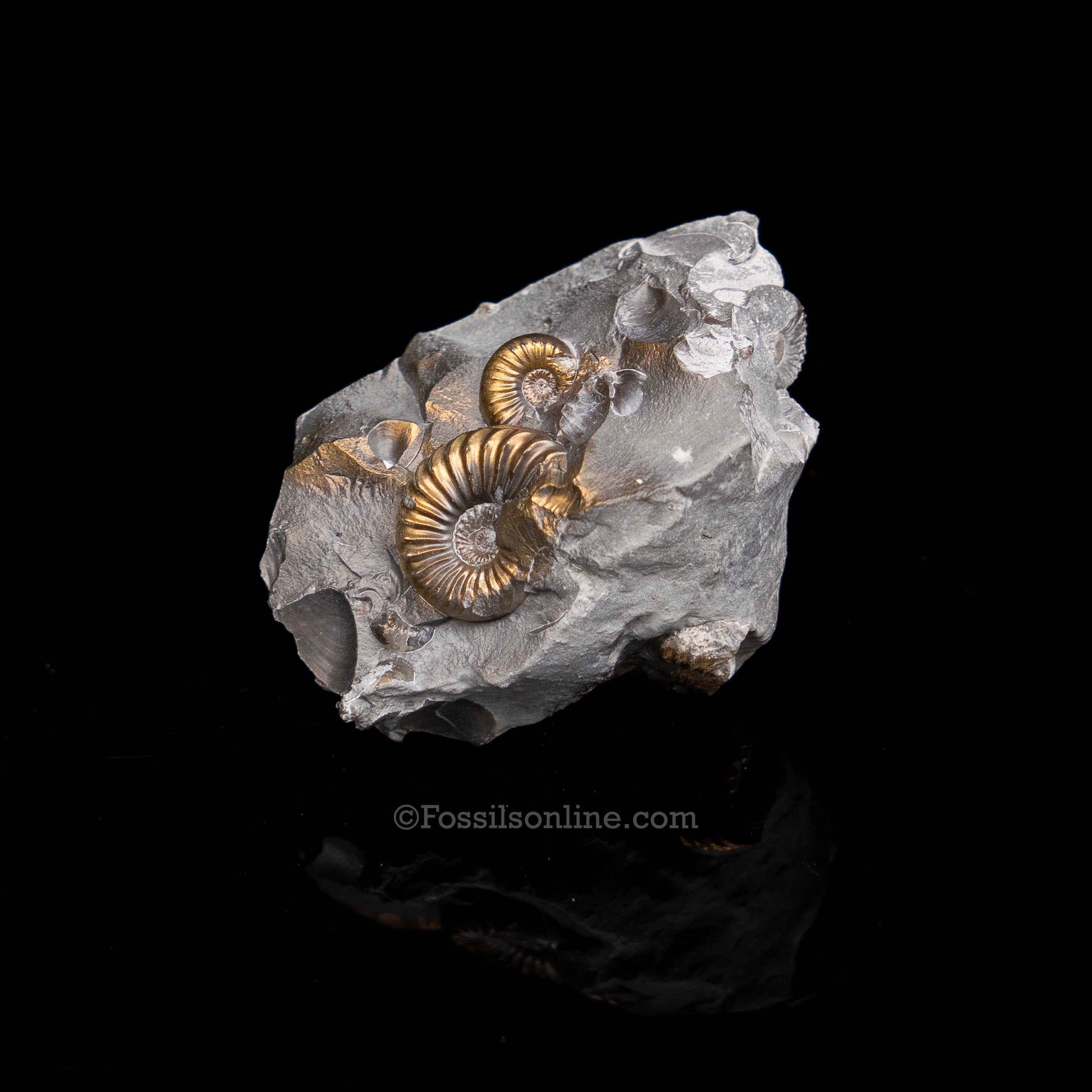 Fossil Pyritized Ammonite Pleuroceras Cluster Jurassic Germany