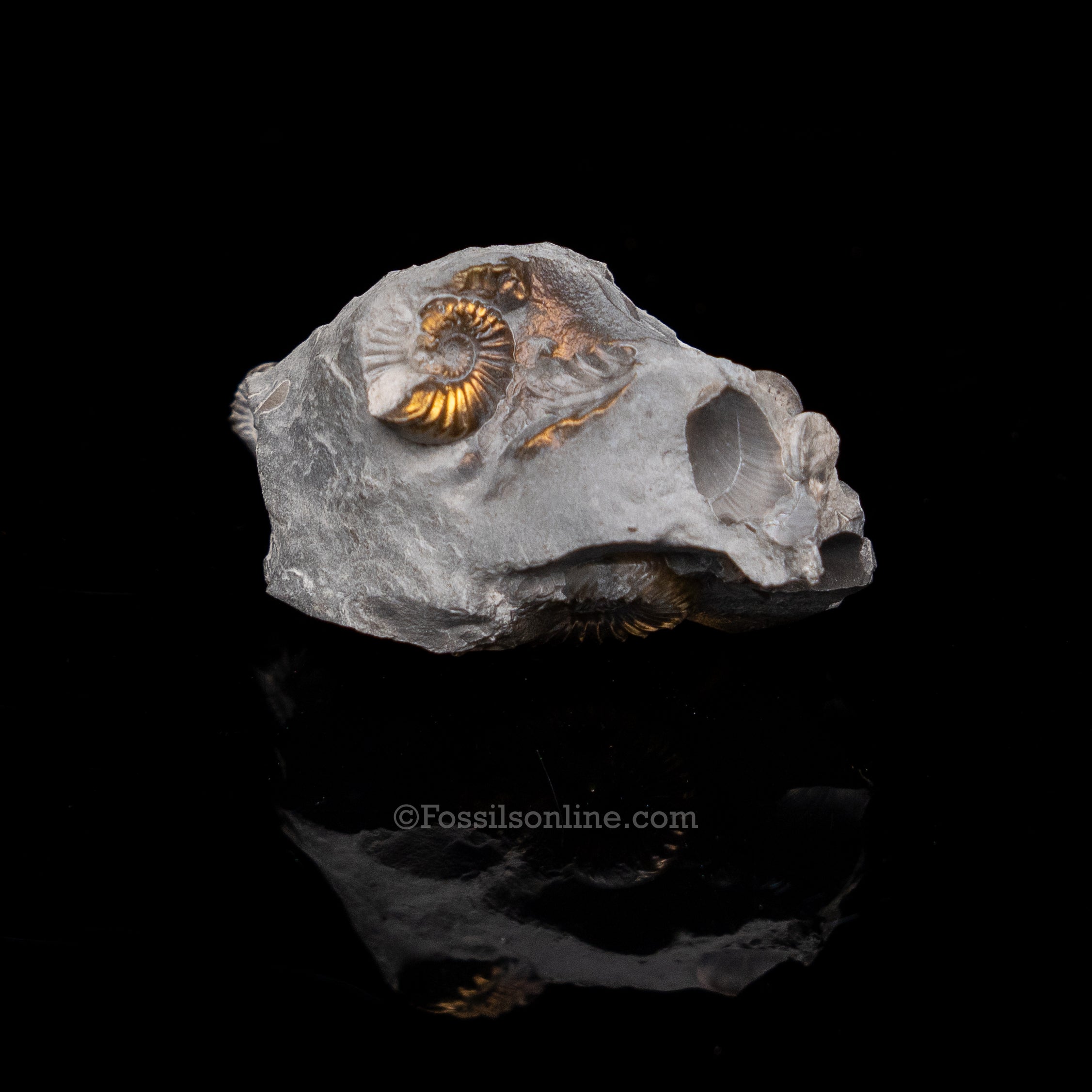 Fossil Pyritized Ammonite Pleuroceras Cluster Jurassic Germany