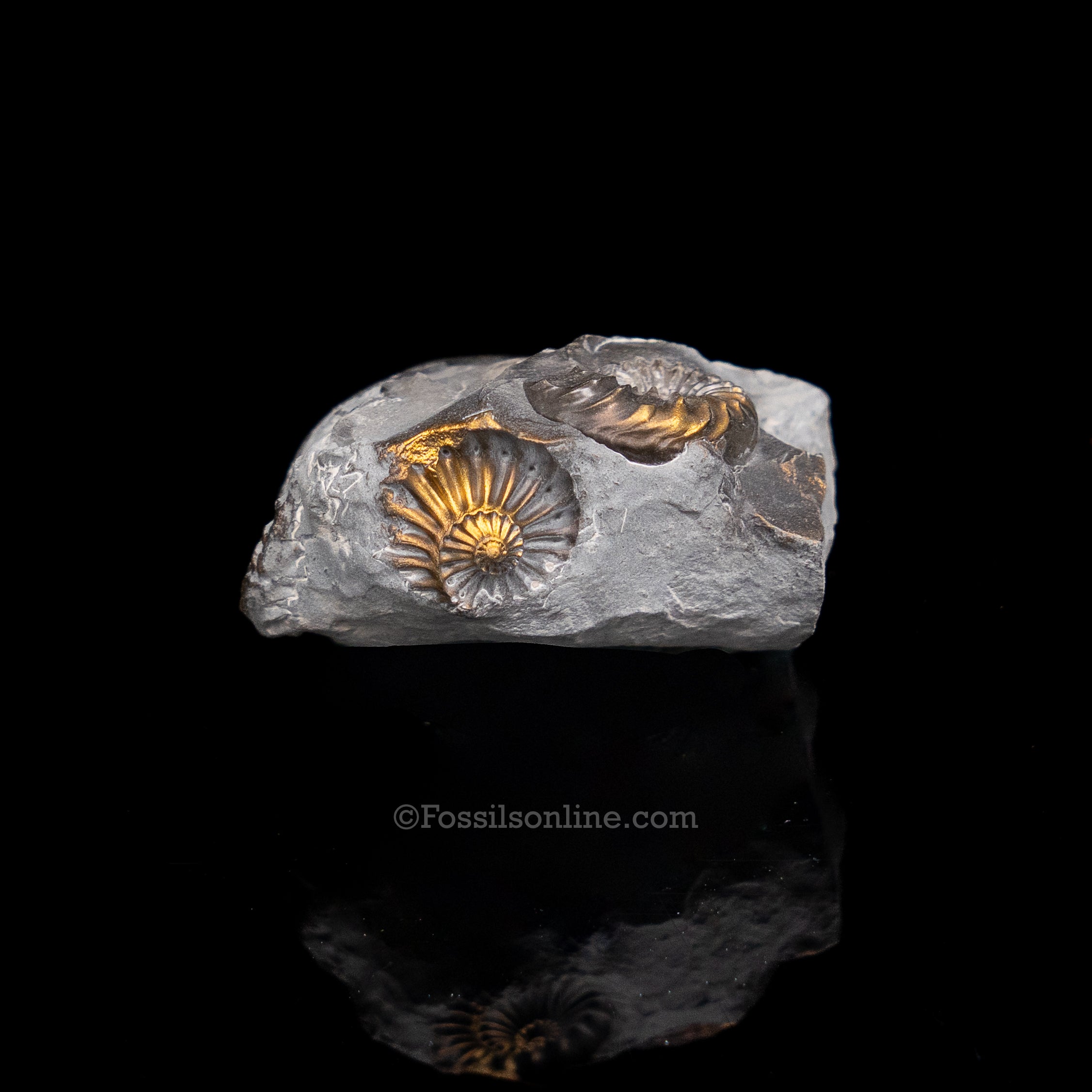 Fossil Pyritized Ammonite Pleuroceras Cluster Jurassic Germany