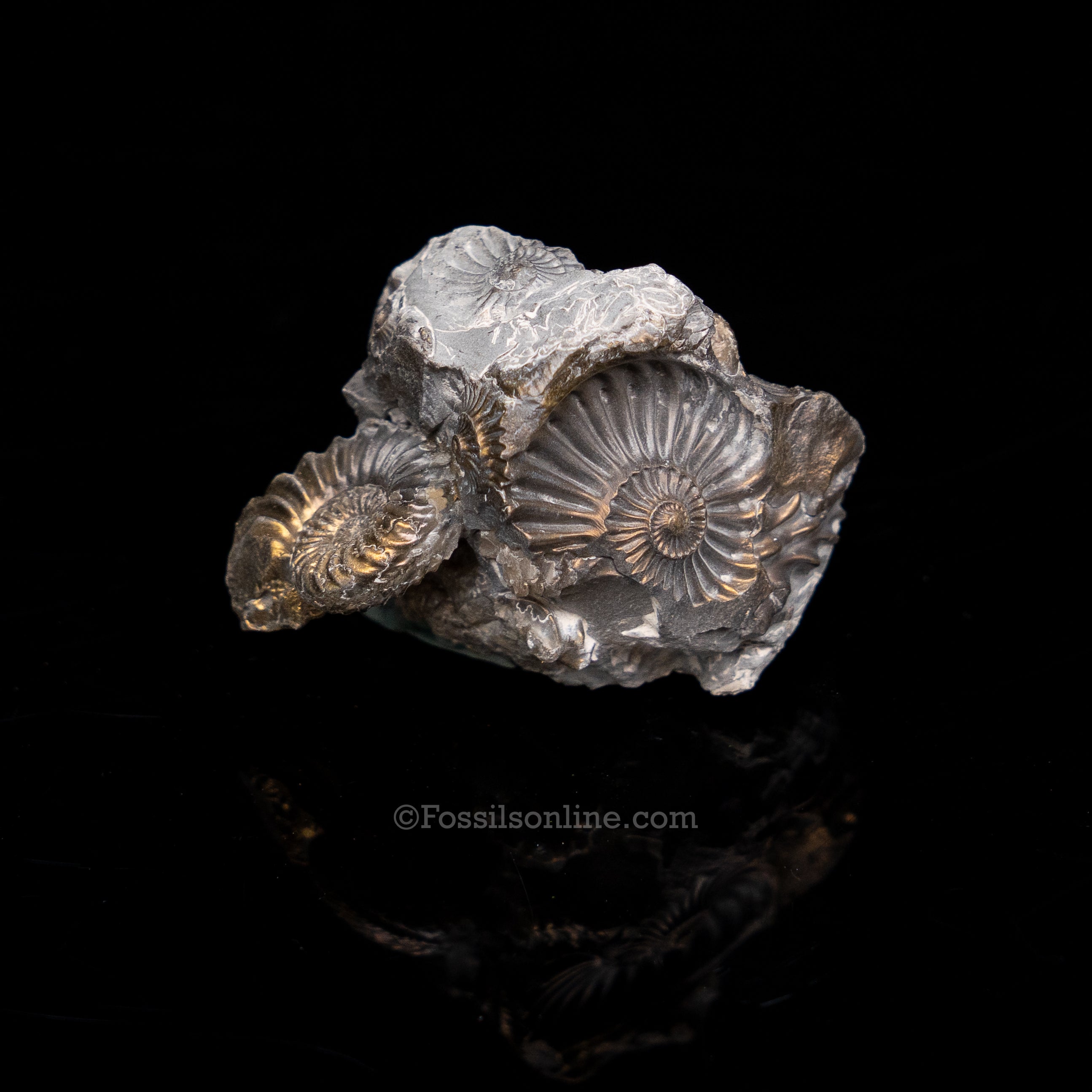 Fossil Pyritized Ammonite Pleuroceras Cluster Jurassic Germany