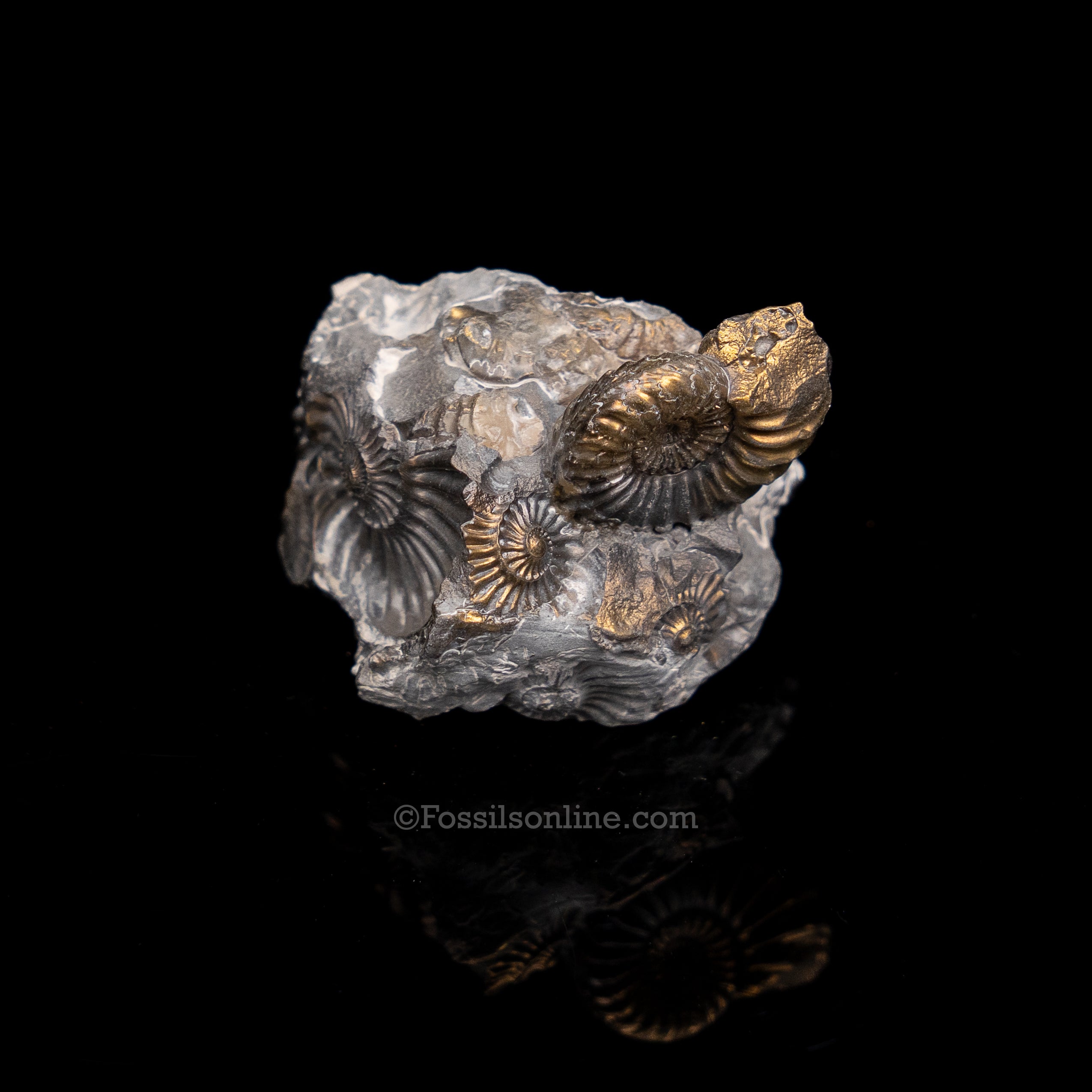 Fossil Pyritized Ammonite Pleuroceras Cluster Jurassic Germany