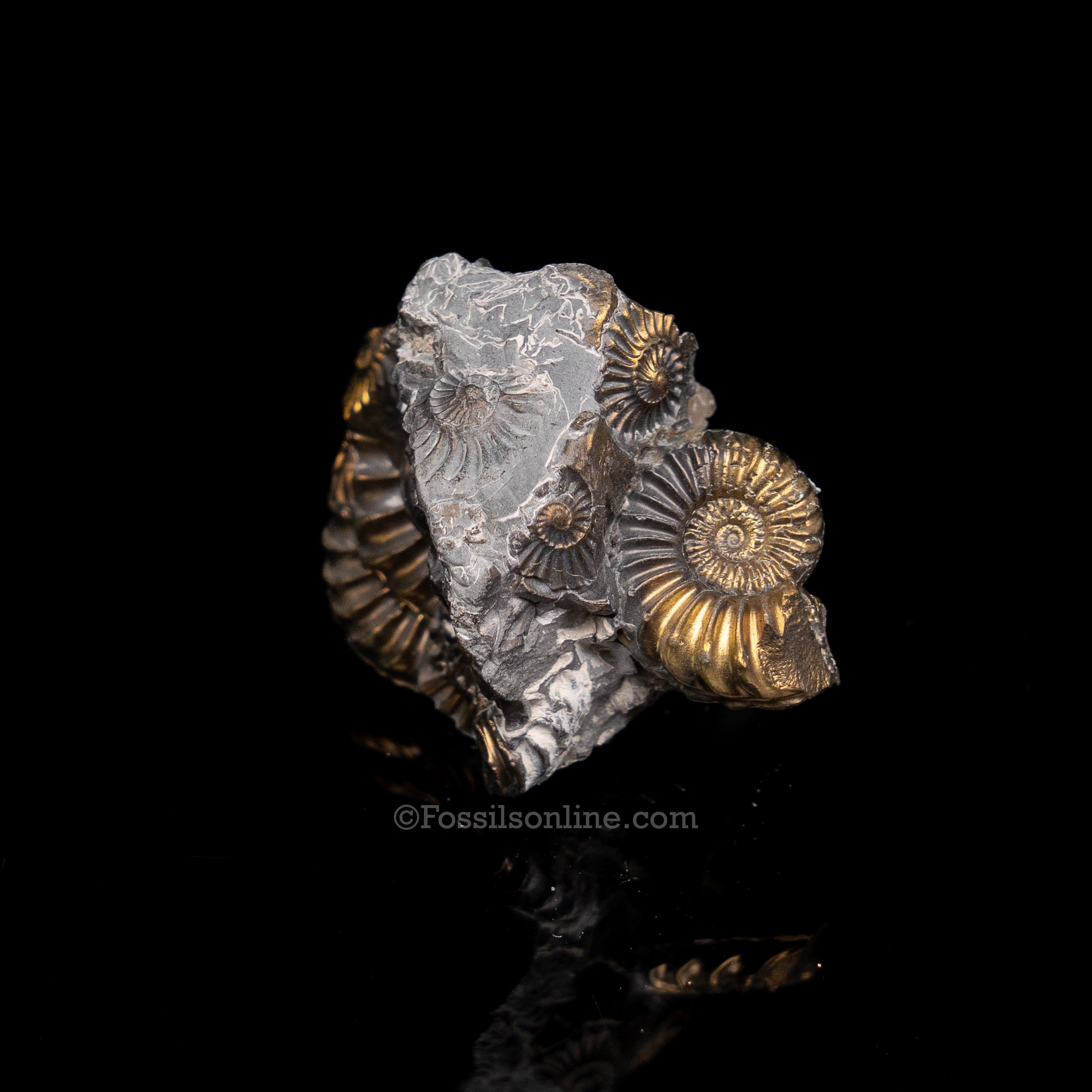 Fossil Pyritized Ammonite Pleuroceras Cluster Jurassic Germany