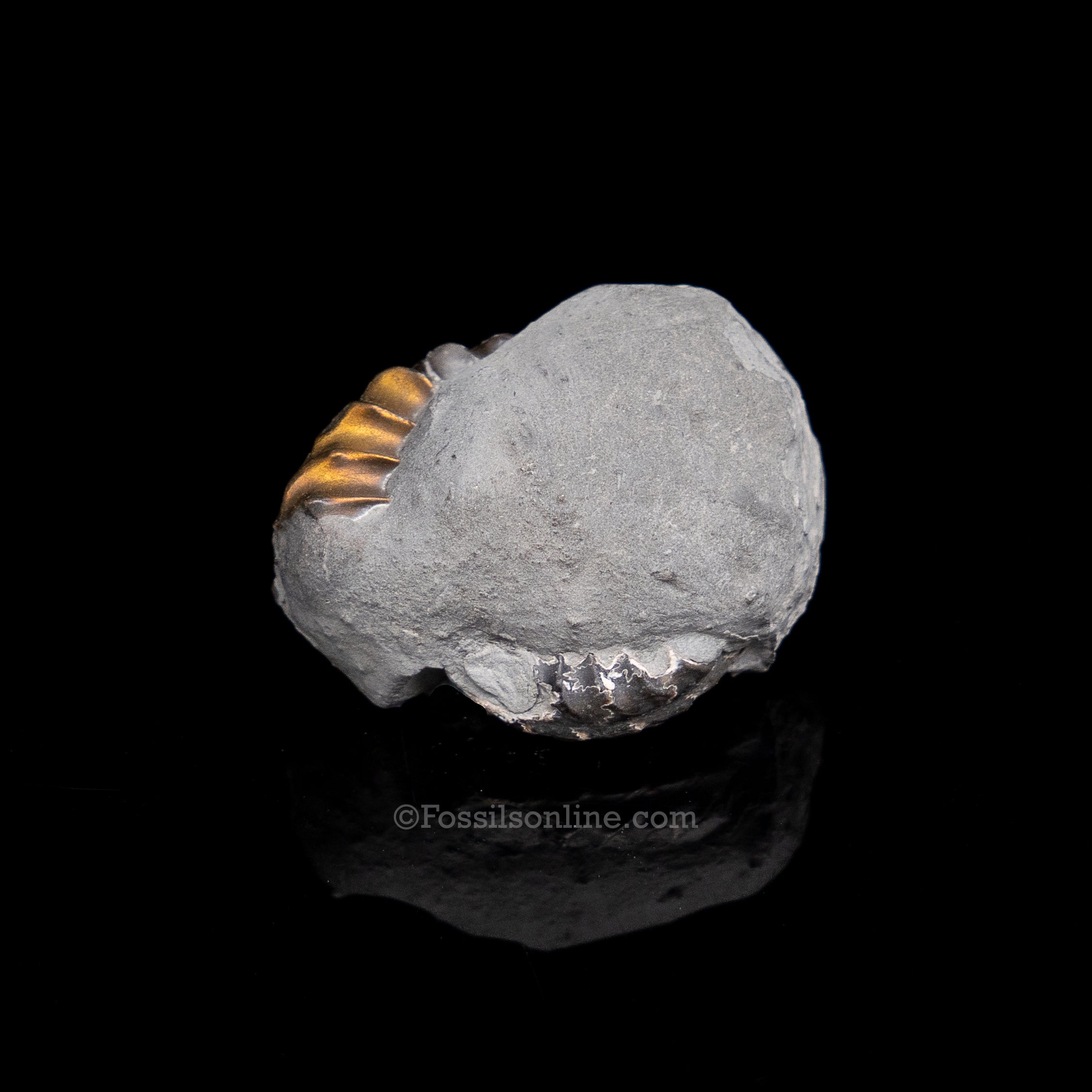 Fossil Pyritized Ammonite Pleuroceras Jurassic Germany